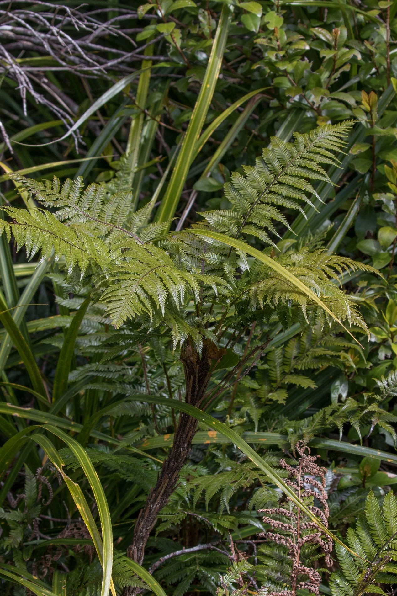 Blechnum fraseri,-6022.JPG