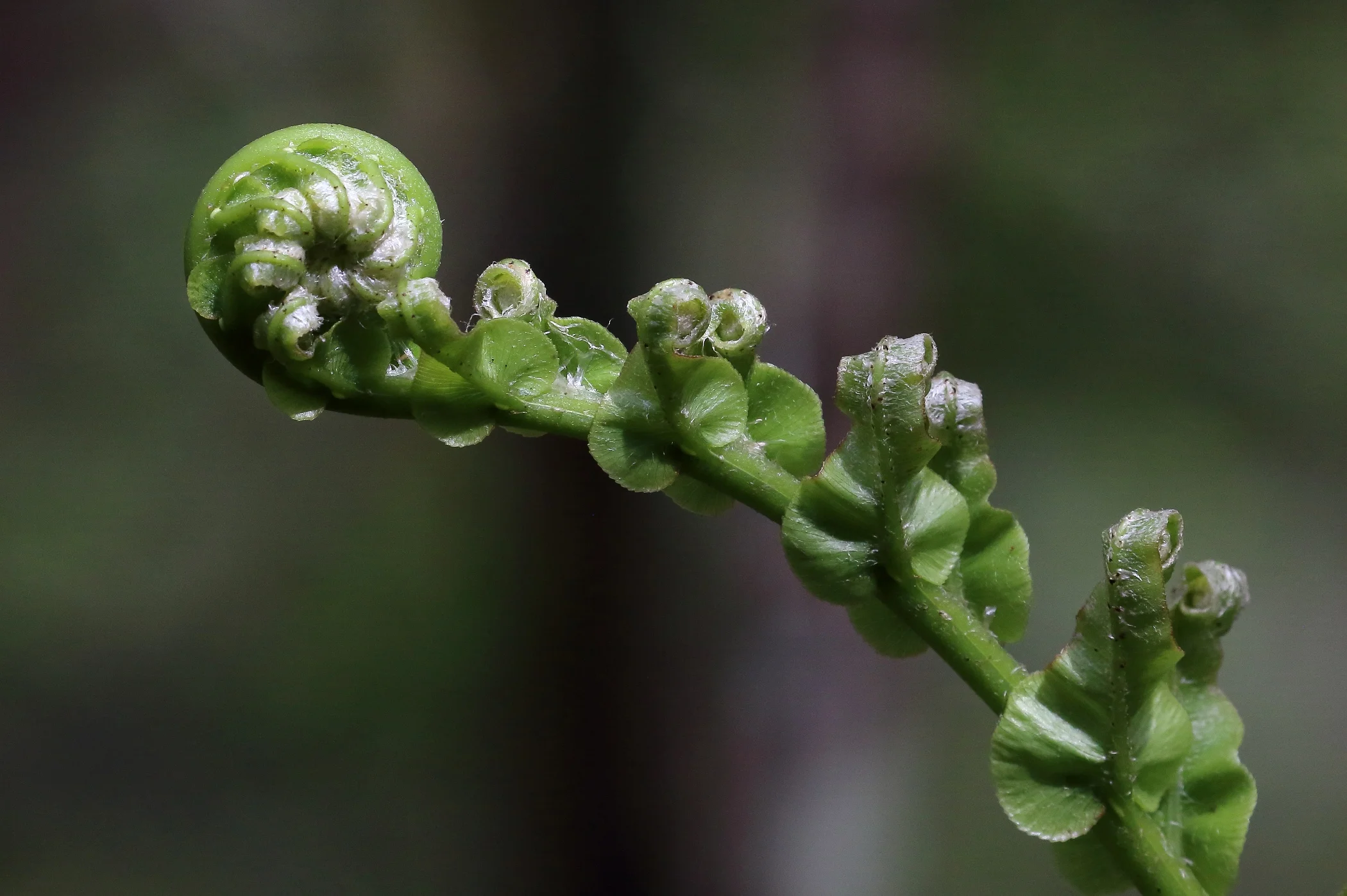 Fern Frond,-051.JPG