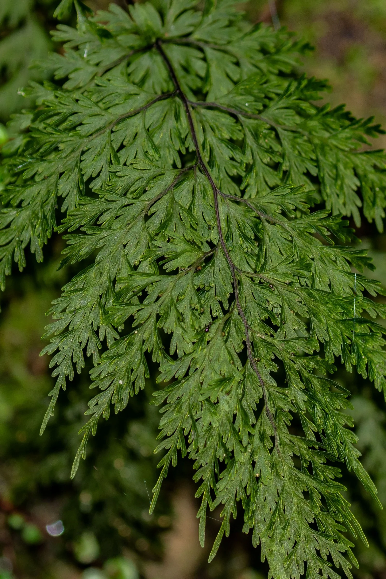 Filmy Fern,Hymenophyllum,-190.JPG