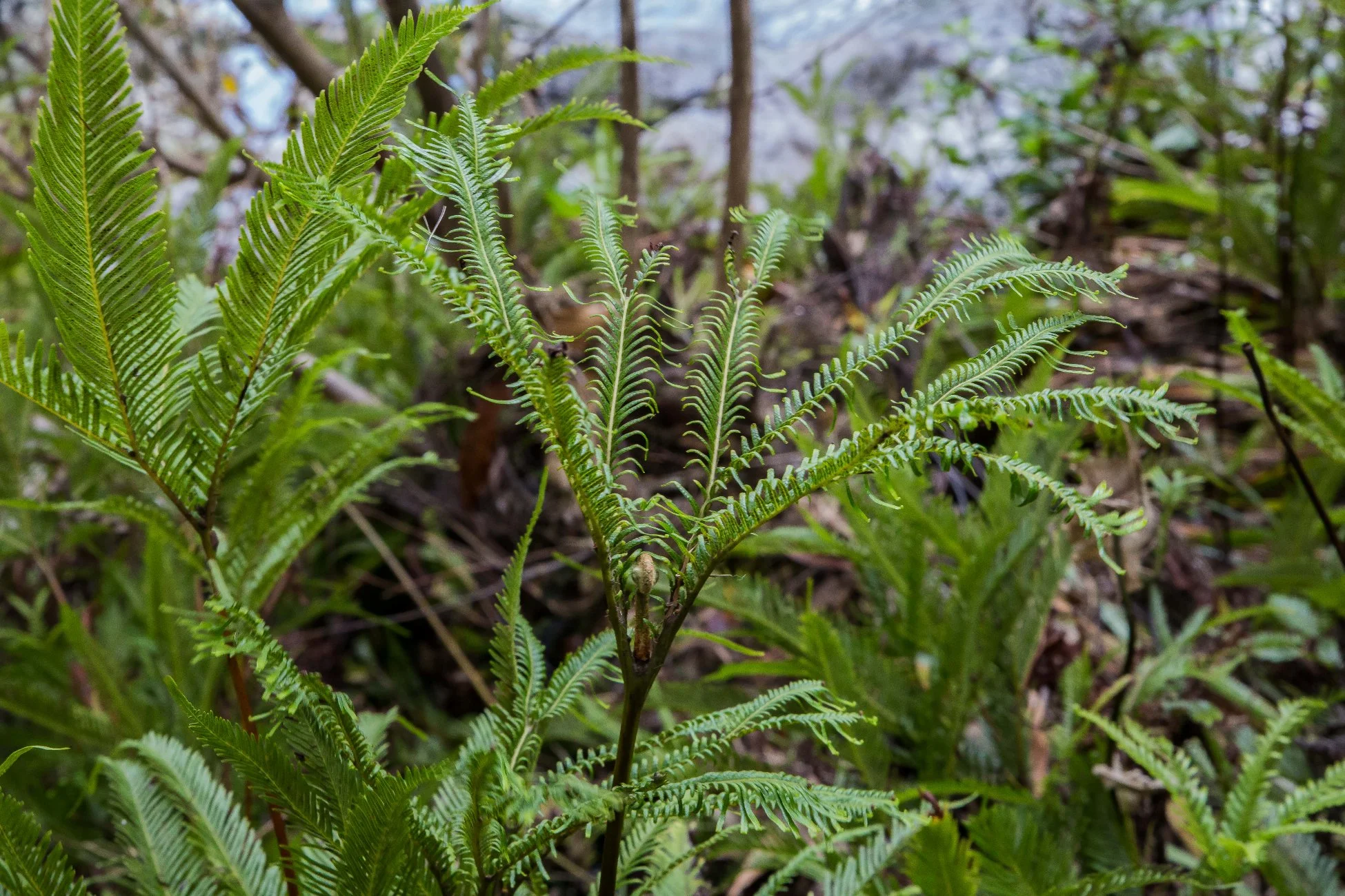 Kerikeri,Umbrella Fern,d-5144.jpg