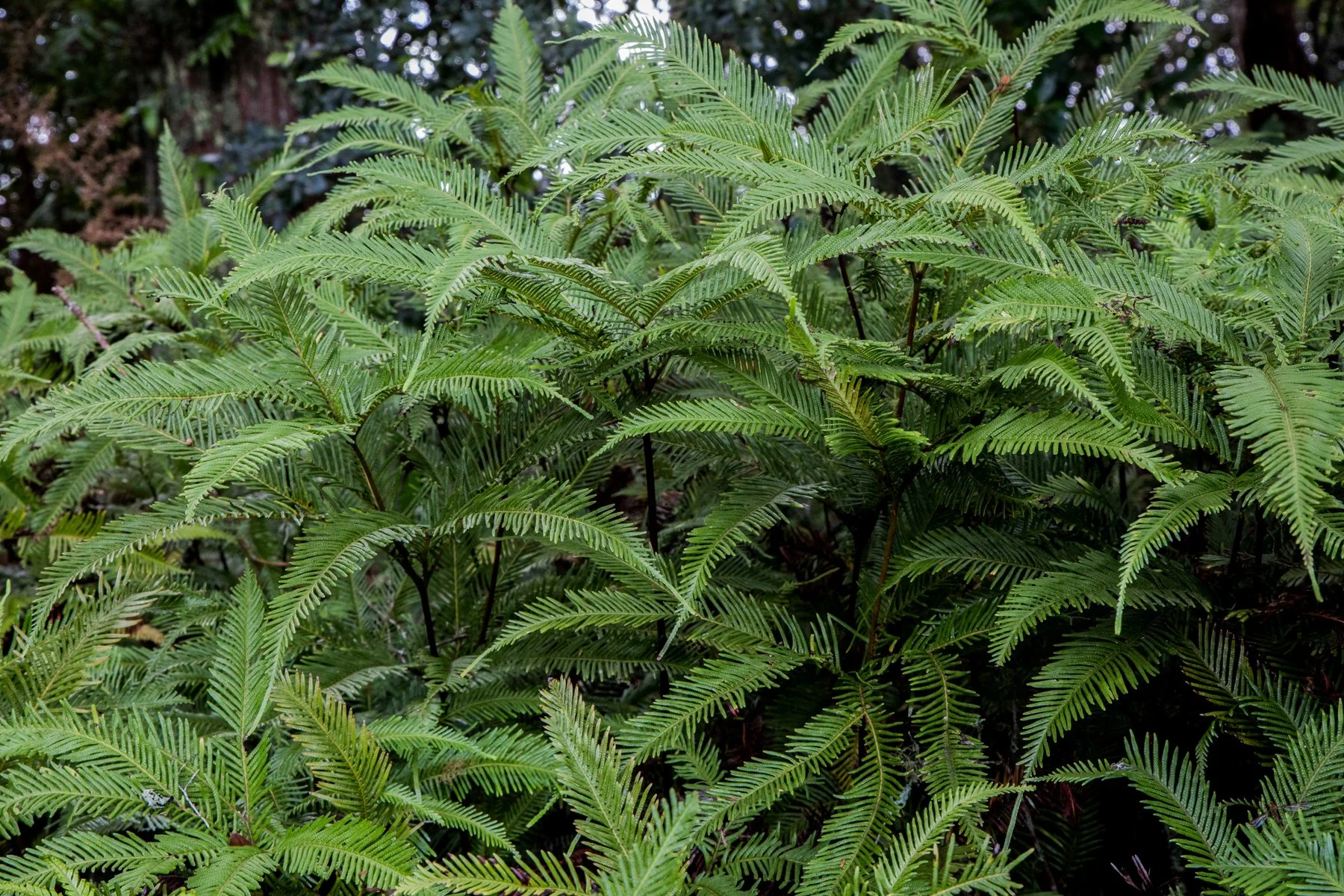 Kerikeri,Umbrella Fern,d-5145.jpg