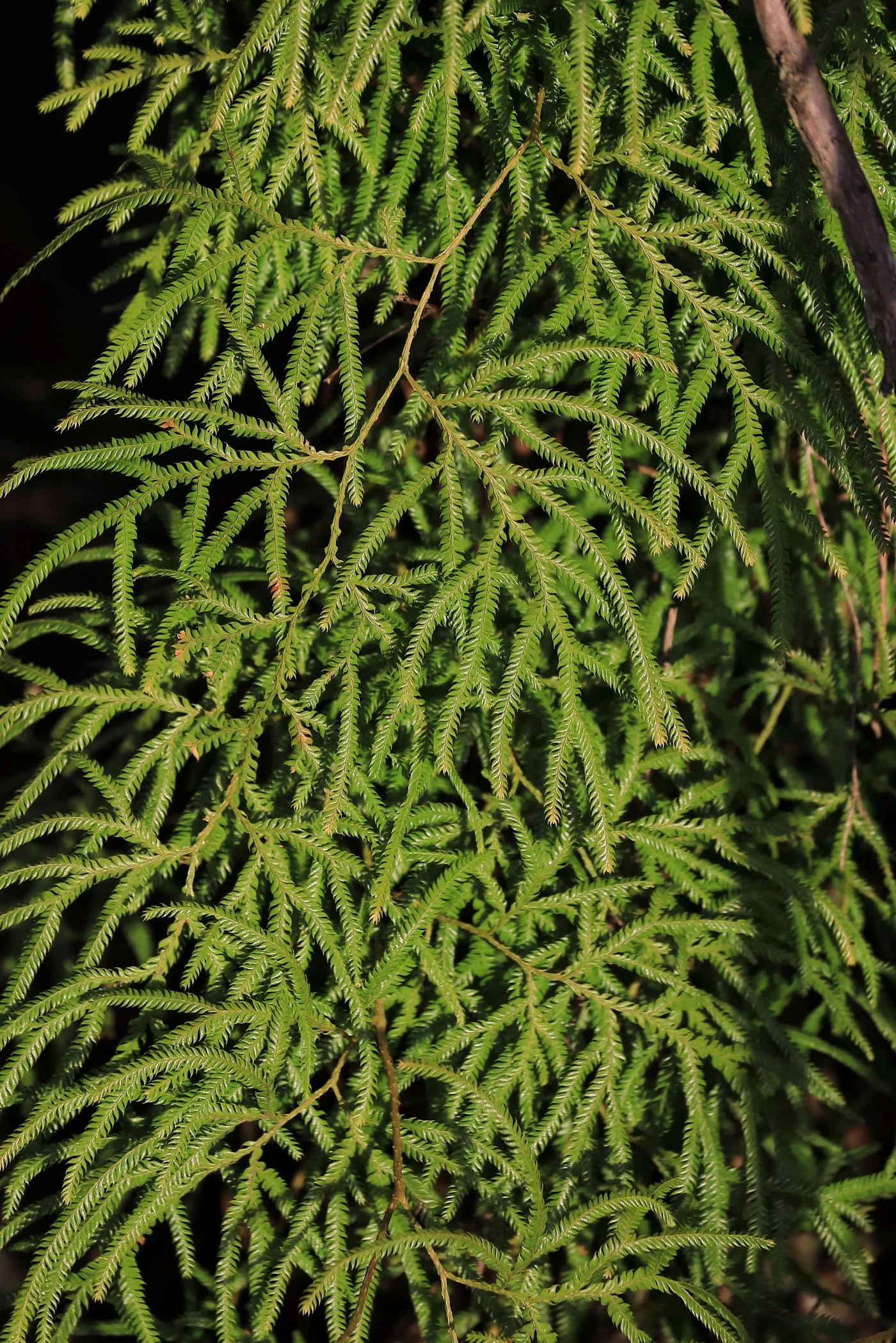 Lycopodium volubile,Horopito,-459.JPG