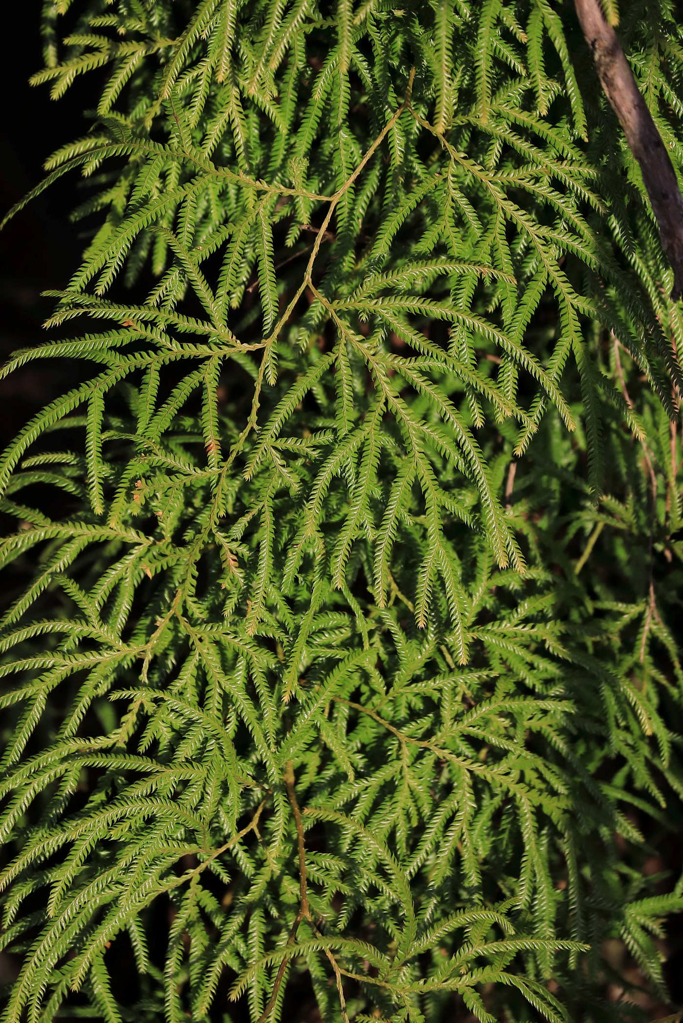 Lycopodium volubile,Horopito,-459.JPG