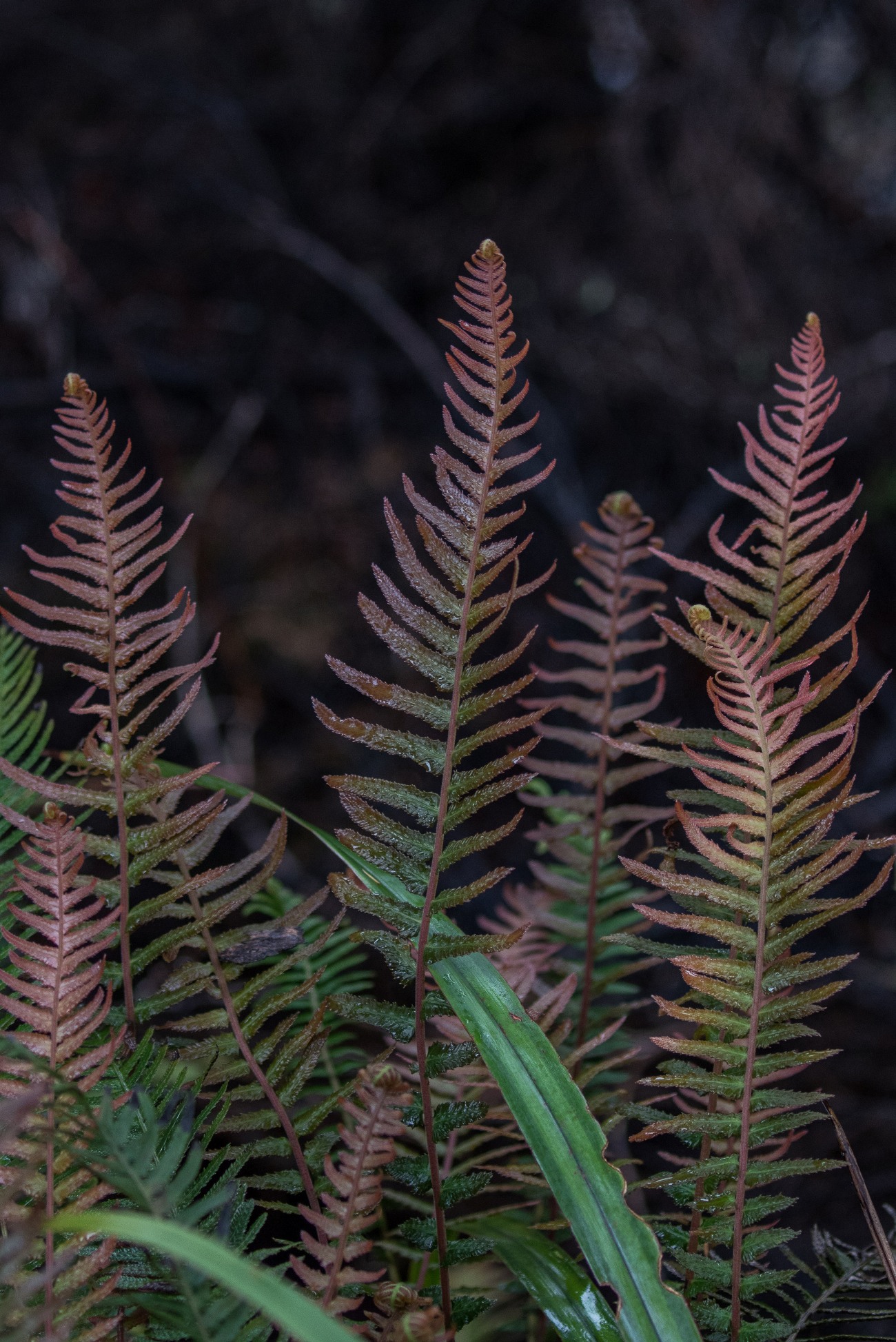 Rasp Fern,Pukupuku,d-3574.jpg