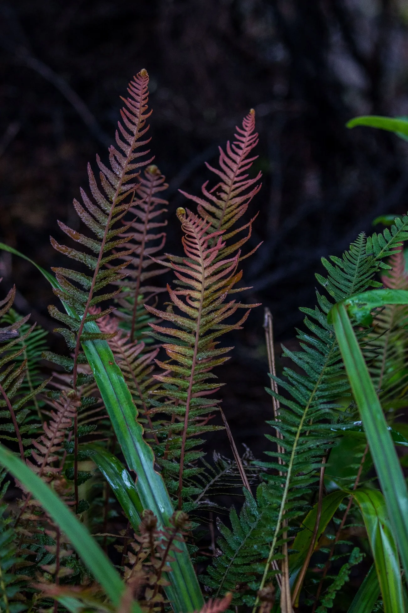 Rasp Fern,Pukupuku,d-3576.jpg