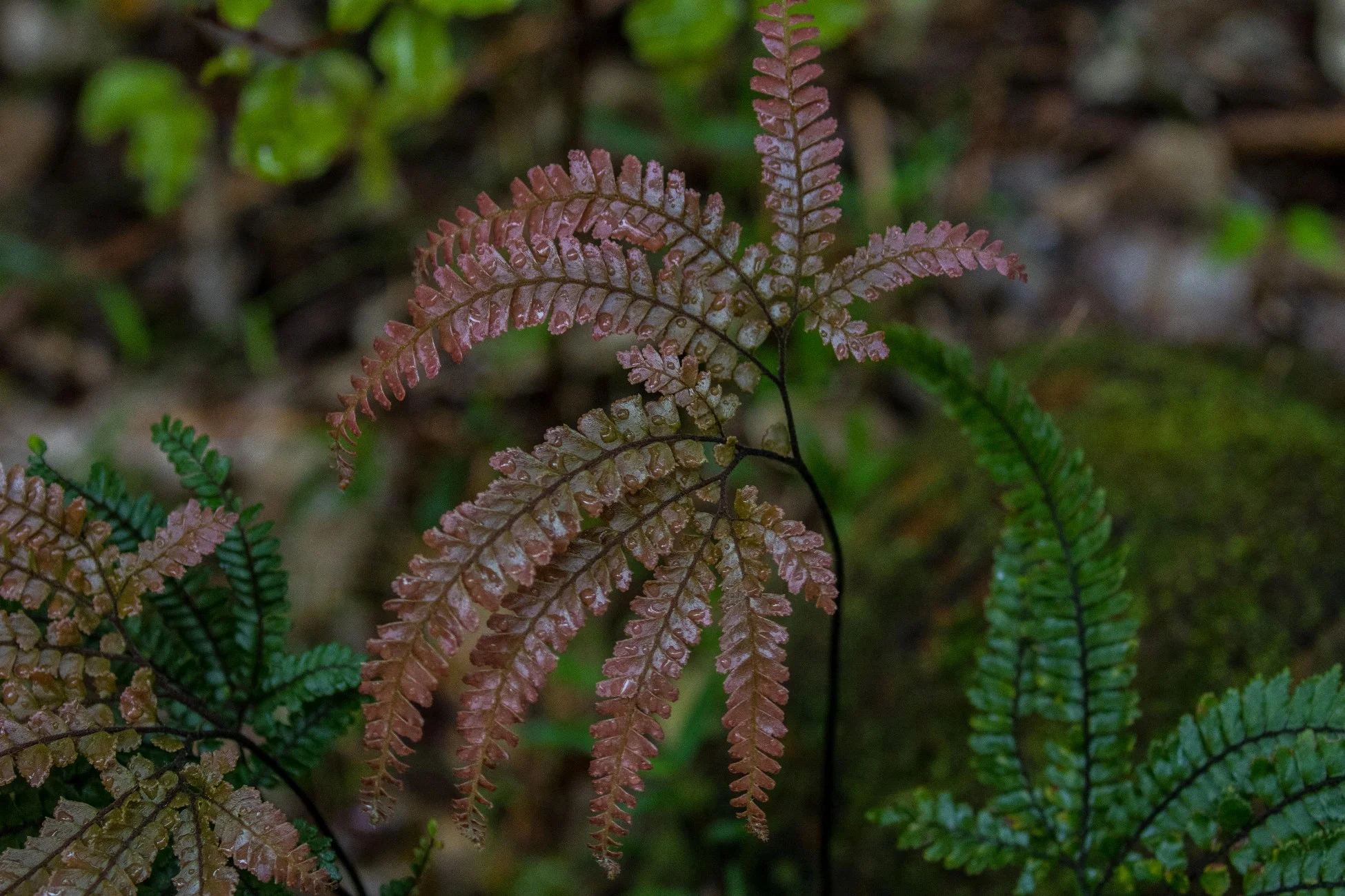 Rosy Maidenhair,d-3577.jpg