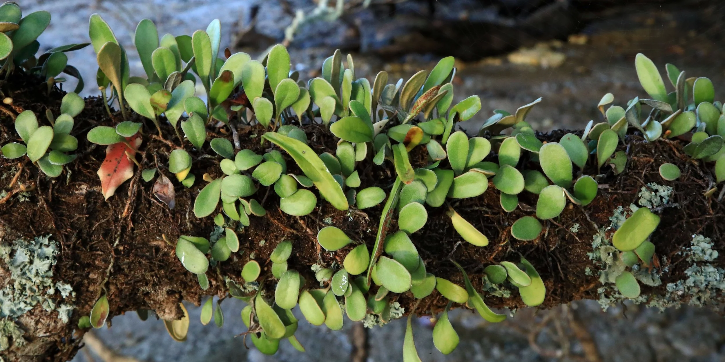 Tairua,LeatherLeaf Fern,-075.JPG