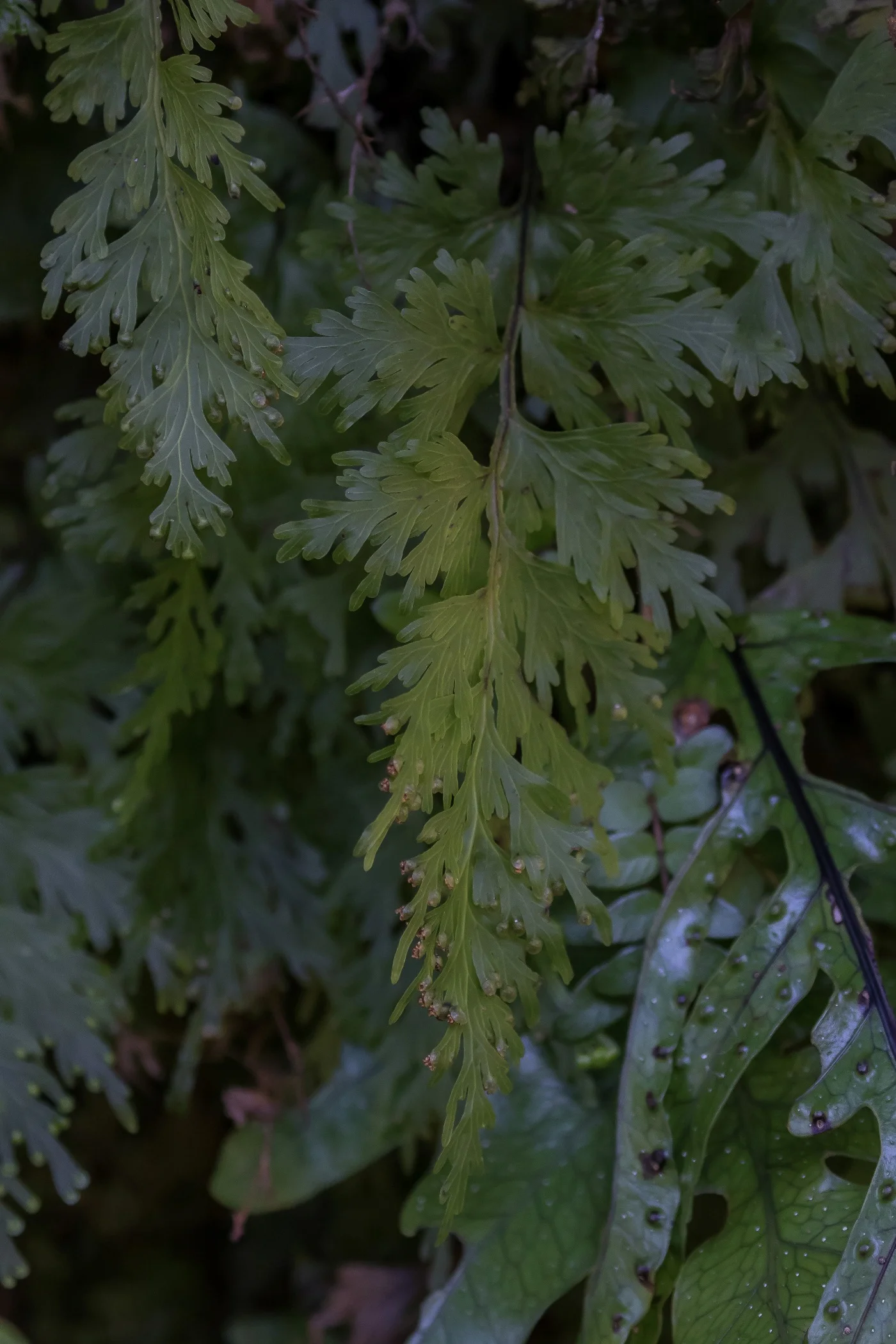 Taranaki,Pukeiti,Filmy Fern,-5319.JPG