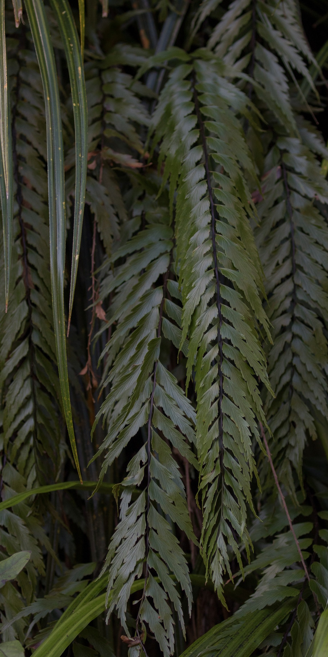 Taranaki,Pukeiti,Petako fern,-5321.JPG