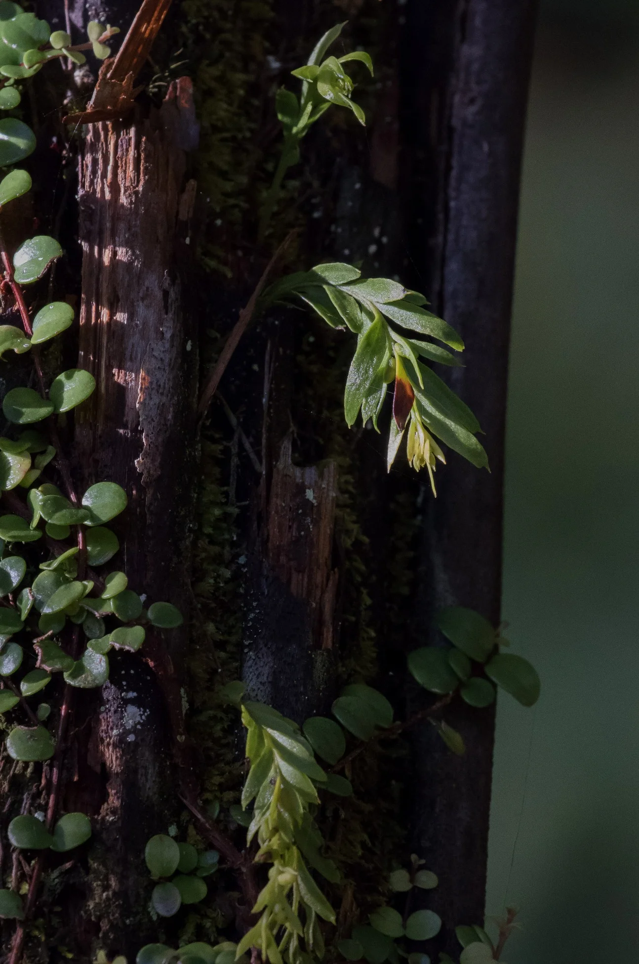 Tmesipteris,Mt Damper Falls,-4312.JPG