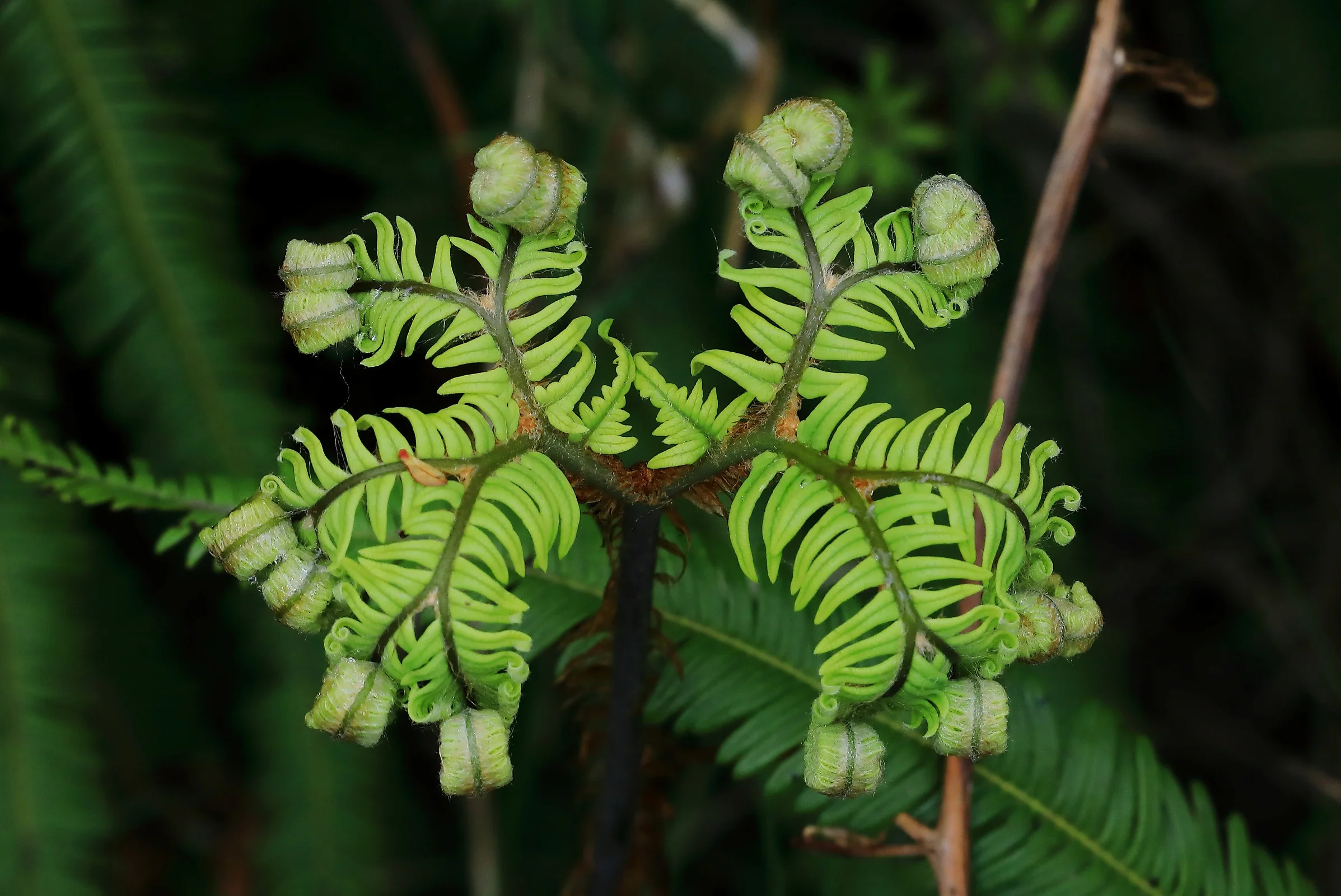 Umbrella Fern,Horopito,-662.JPG