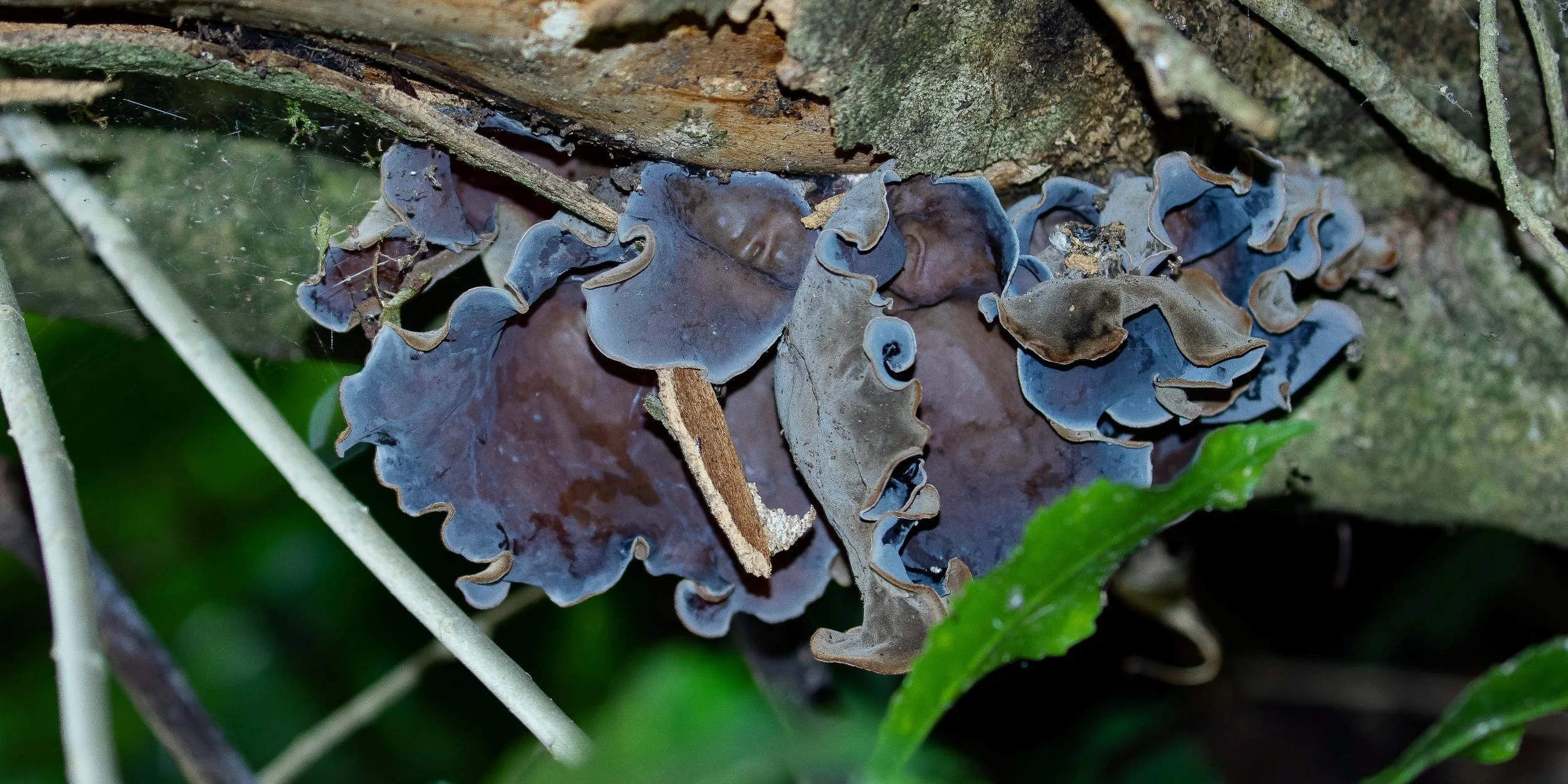 Fungi,-176.JPG