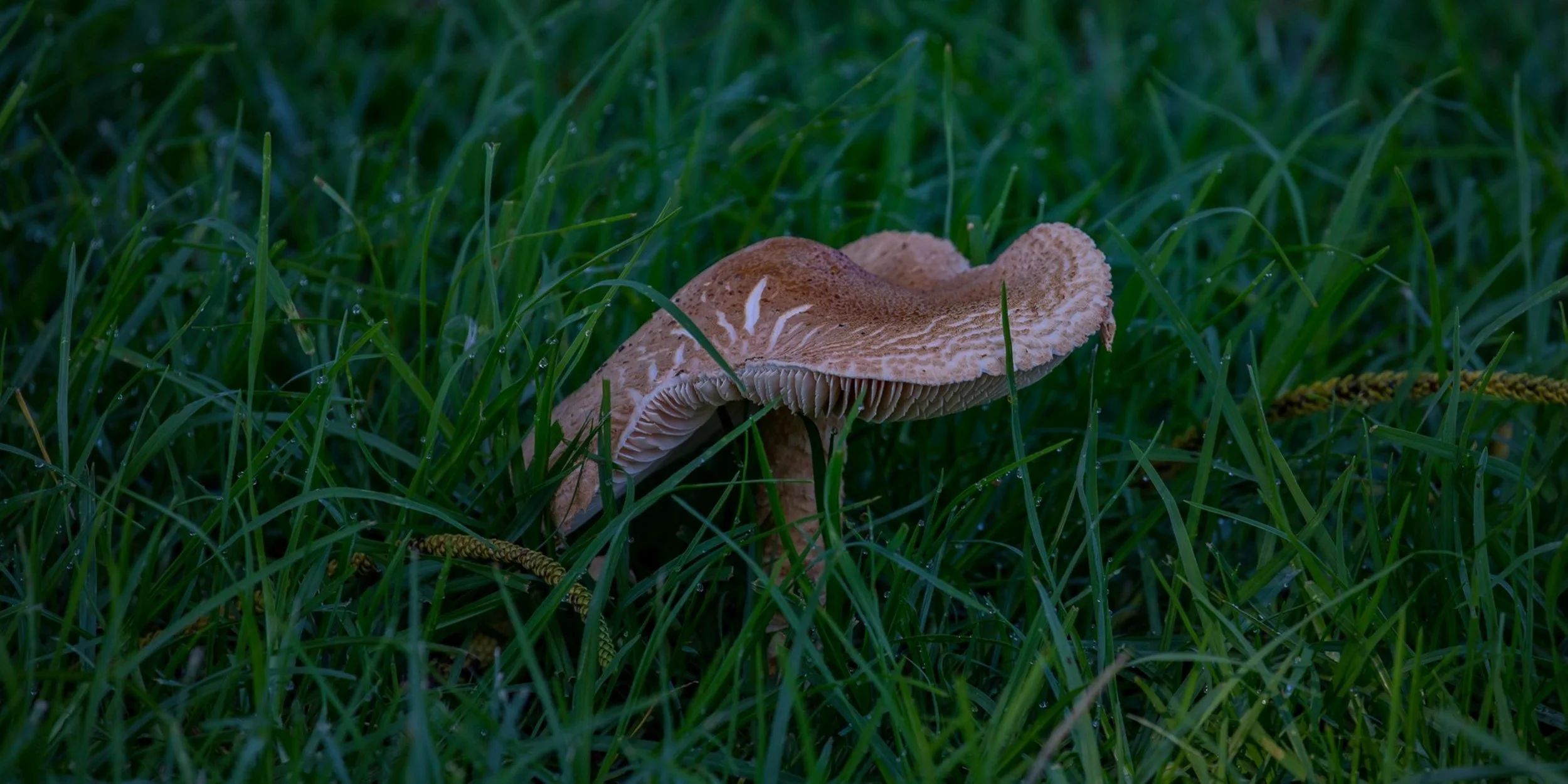 Fungi,-292.JPG