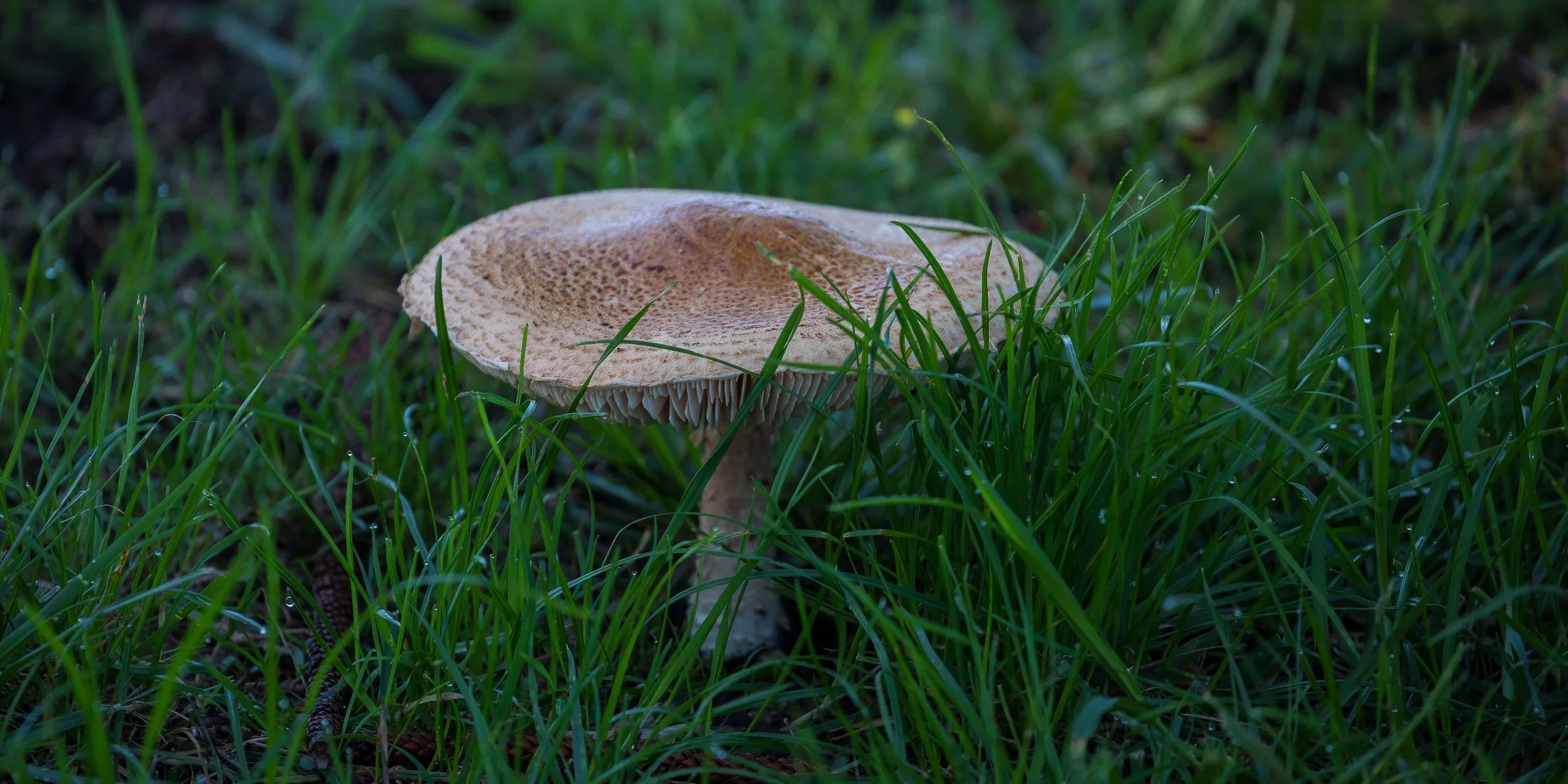 Fungi,-294.JPG