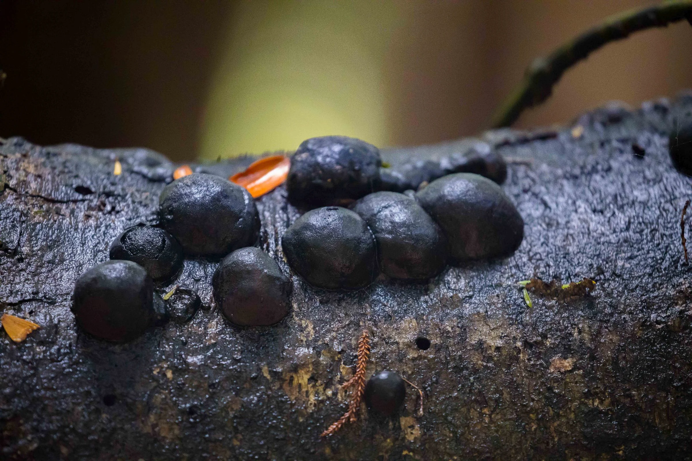 Fungi,Mokoroa Falls,-640.JPG