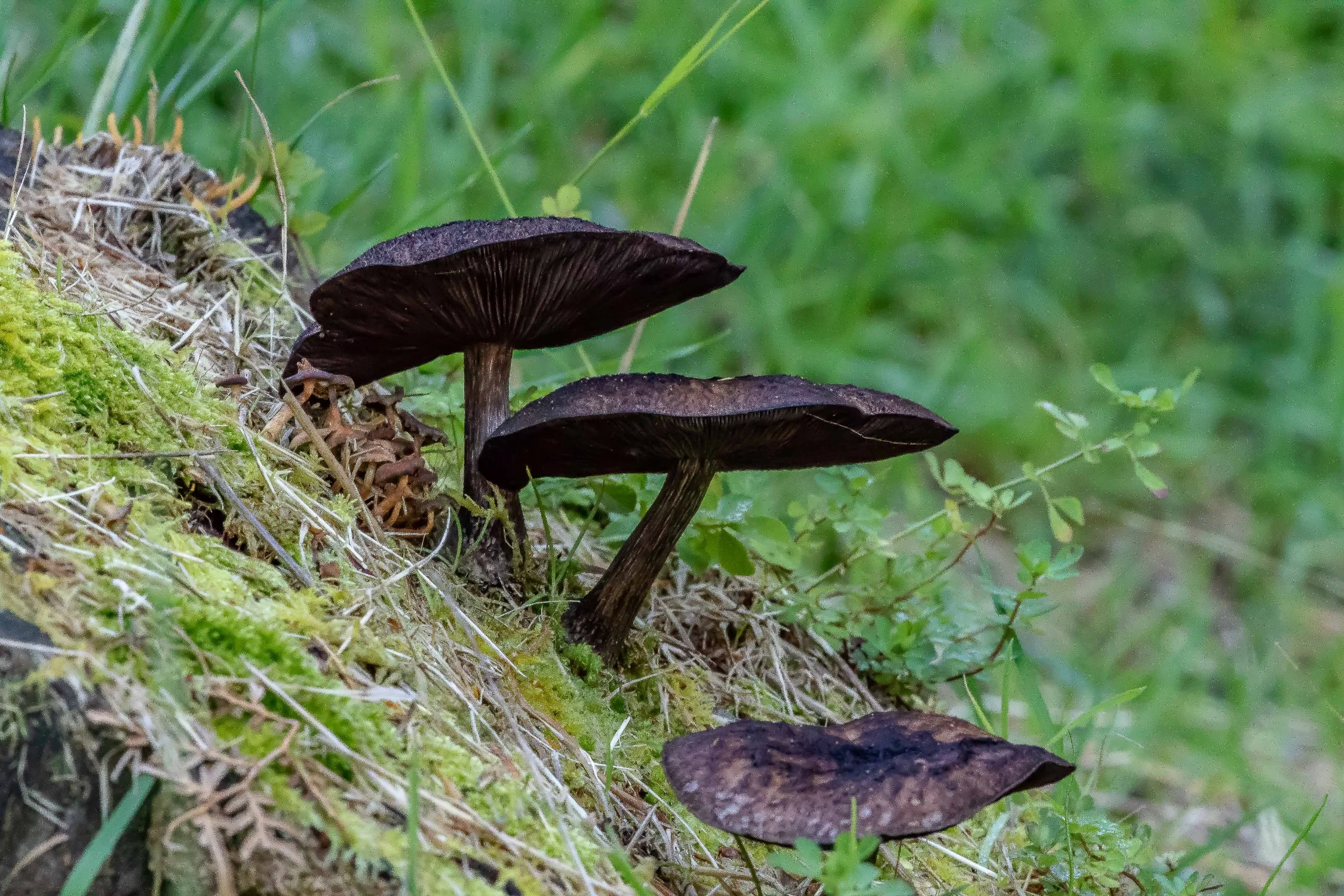 McLaren Falls Park,Fungi,-015.JPG
