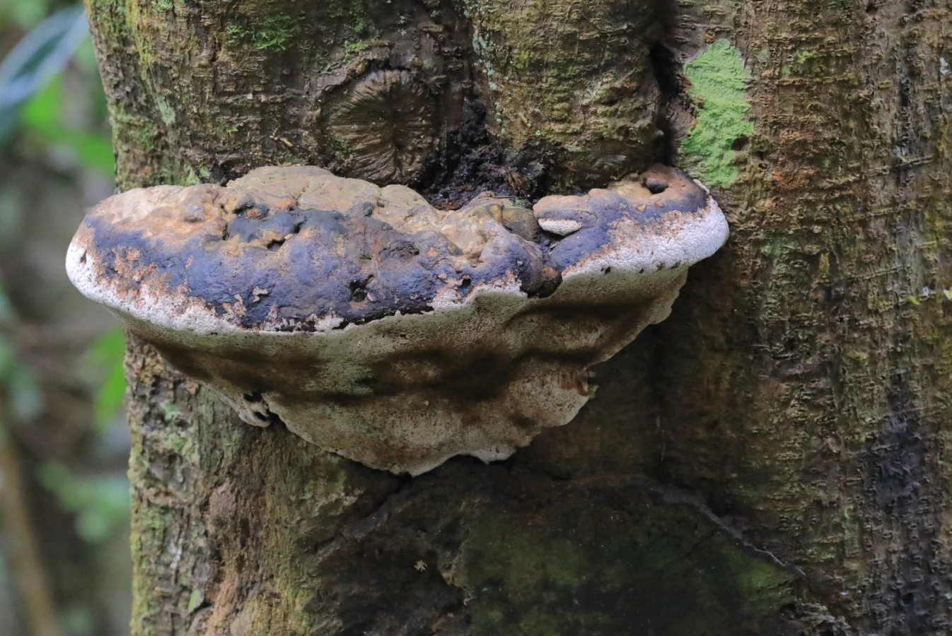 Tree Fungus,Fairy Falls,341.JPG