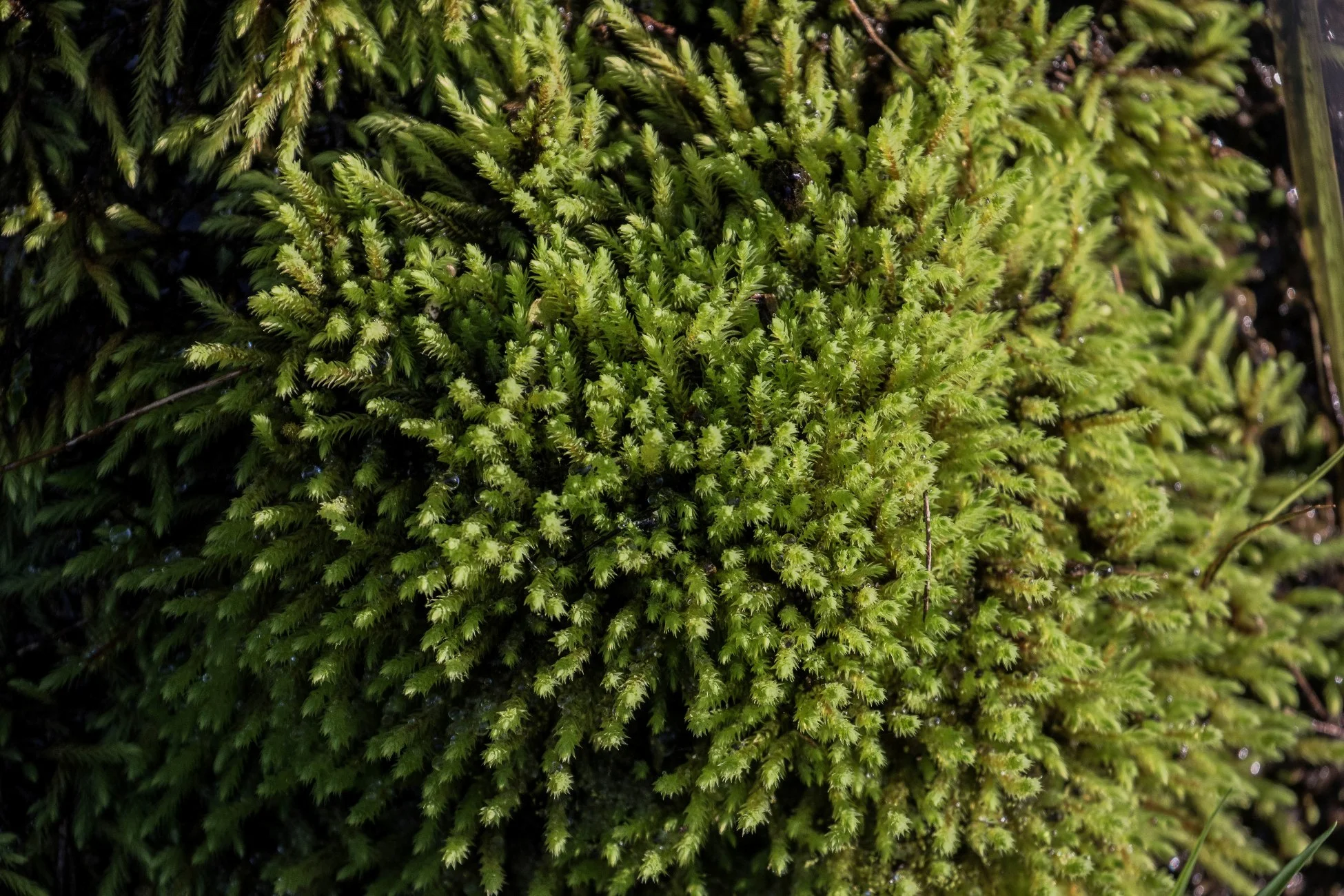 Moss,Awakino Tunnel,Waikato-4120.JPG