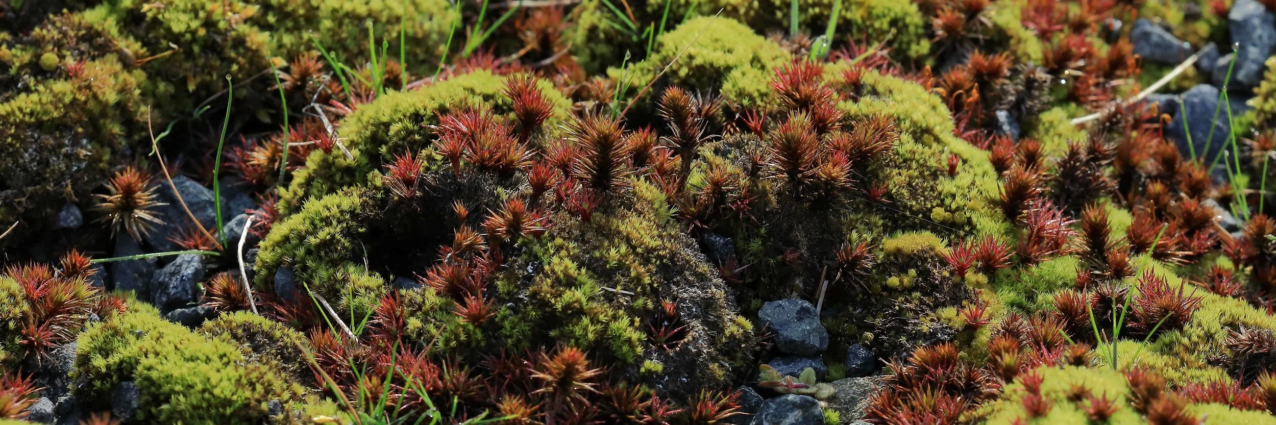 Mosses,Horopito,-504.JPG