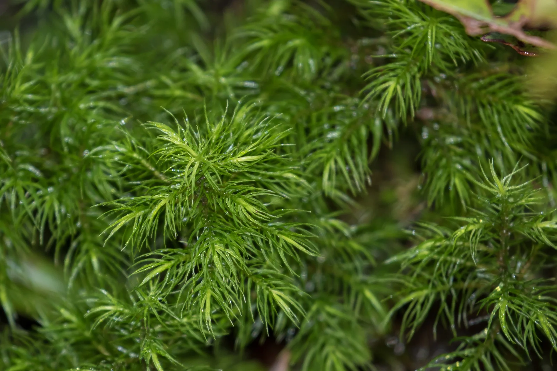 Mt Taranaki,Dawson Falls,Moss,-5177.JPG