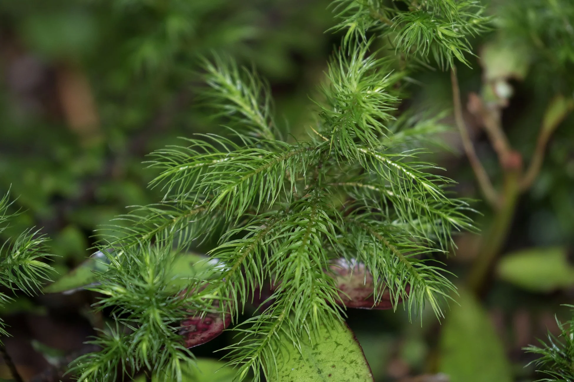 Mt Taranaki,Dawson Falls,Moss,-5178.JPG