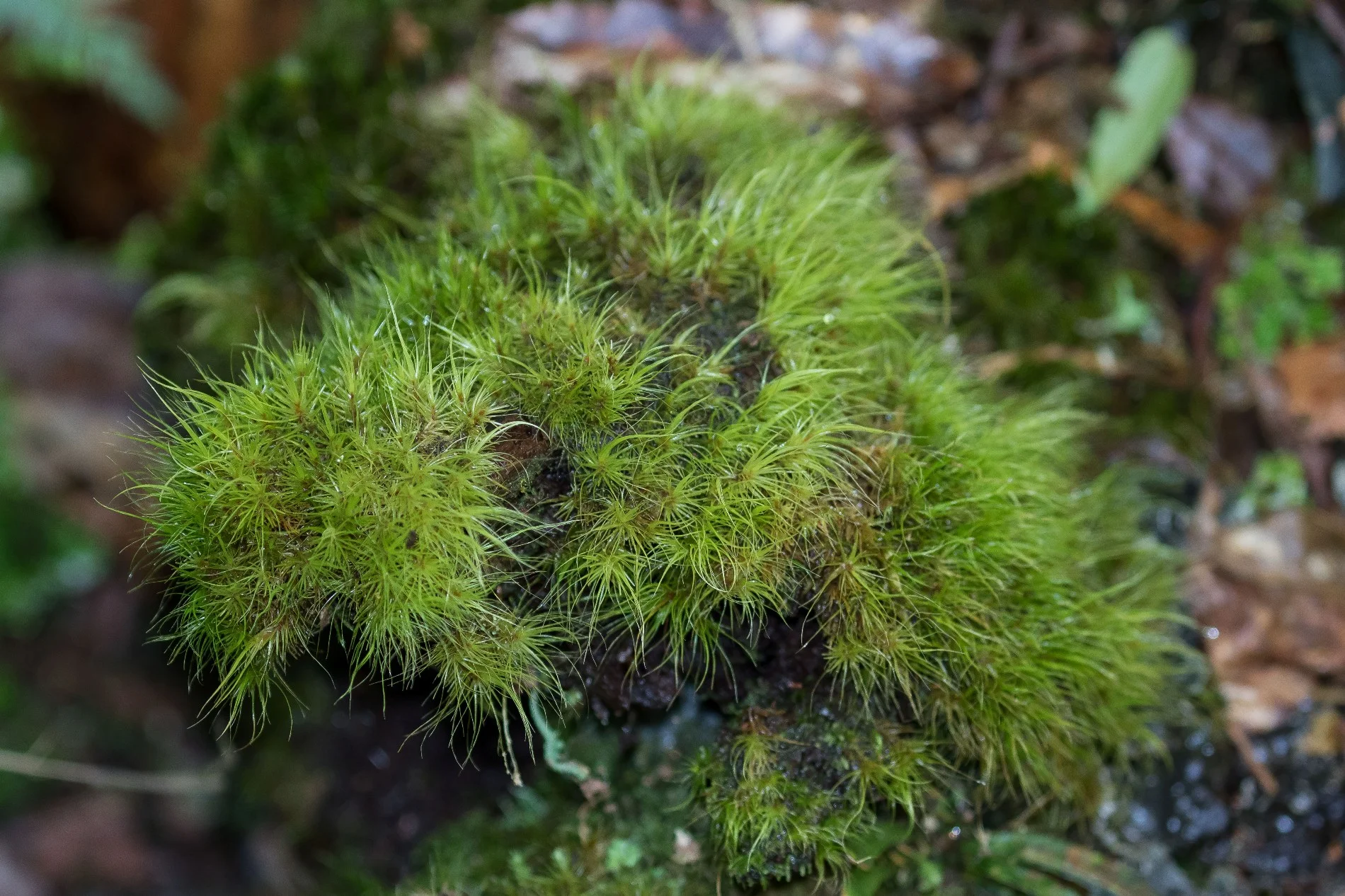 Mt Taranaki,Moss,-5199.JPG
