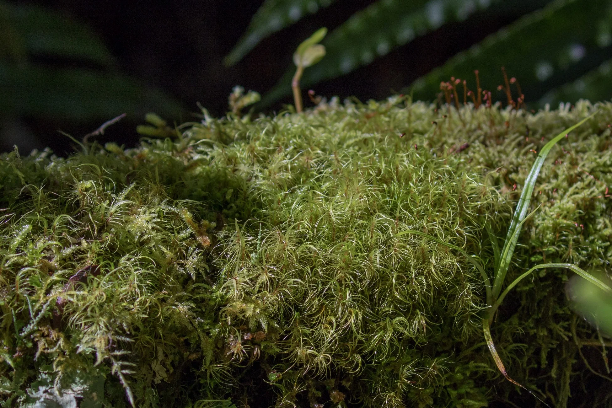 Mt Taranaki,Dawson Falls,Moss,-5184.JPG