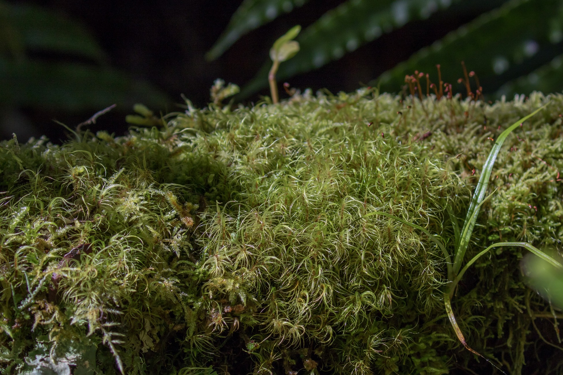 Mt Taranaki,Dawson Falls,Moss,-5184.JPG