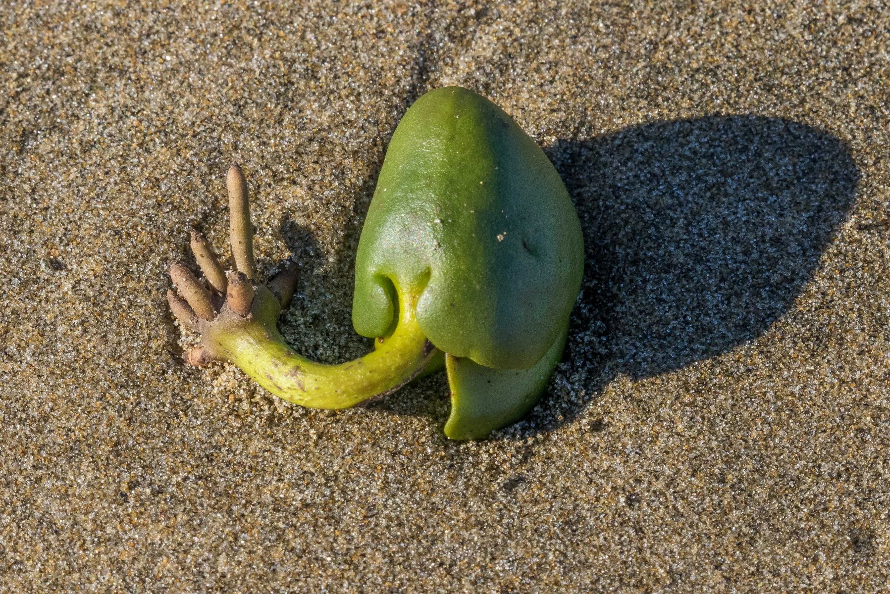 Mangrove,Te Henga,Bethels Beach,-2907d.jpg