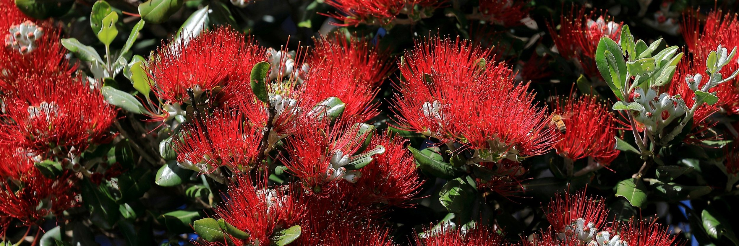 Pohutukawa,-002.JPG