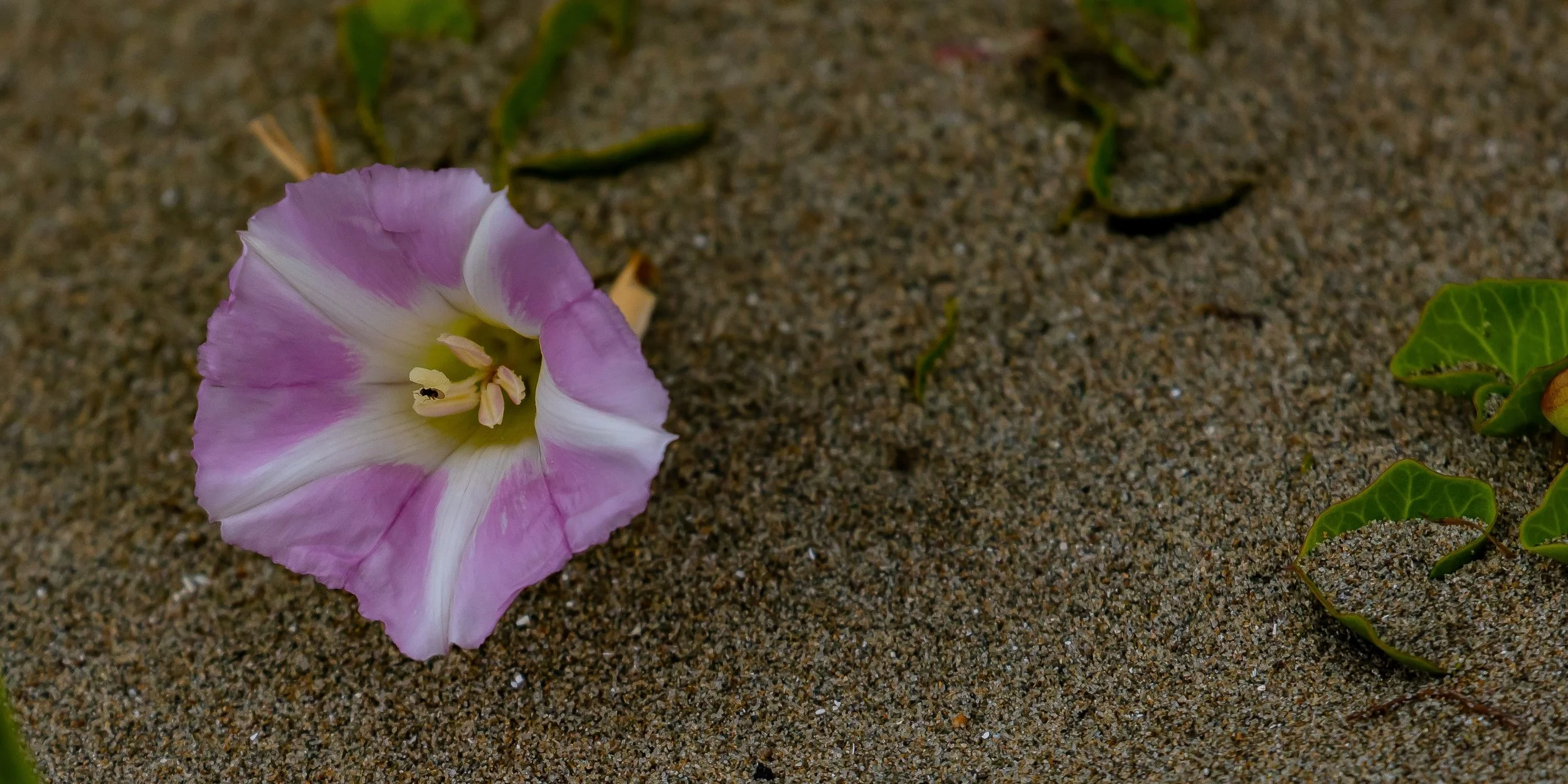 Sand Convolvulus,-2023.JPG