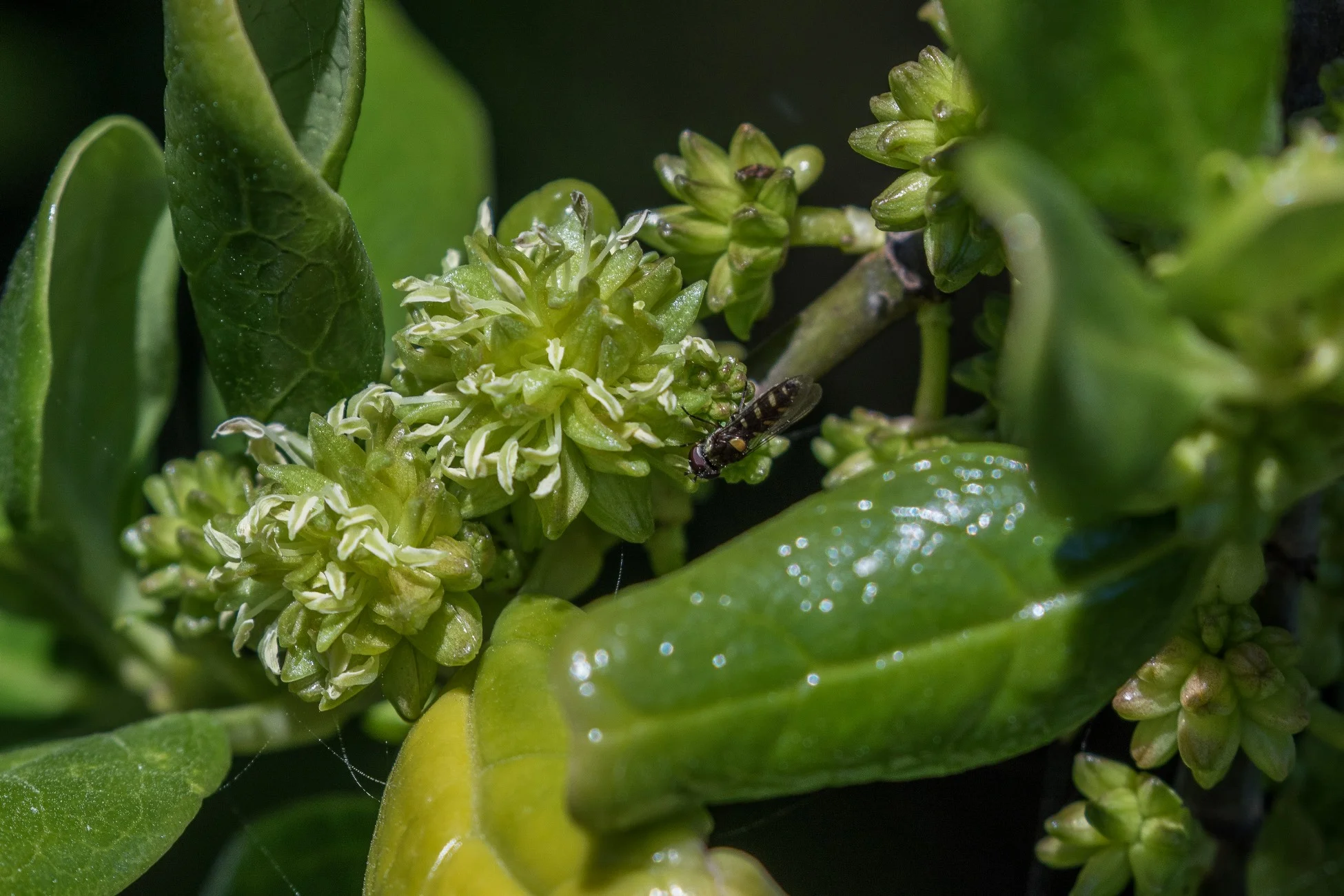 Taranaki Coast,Opunake,Coprosma,-5284.JPG