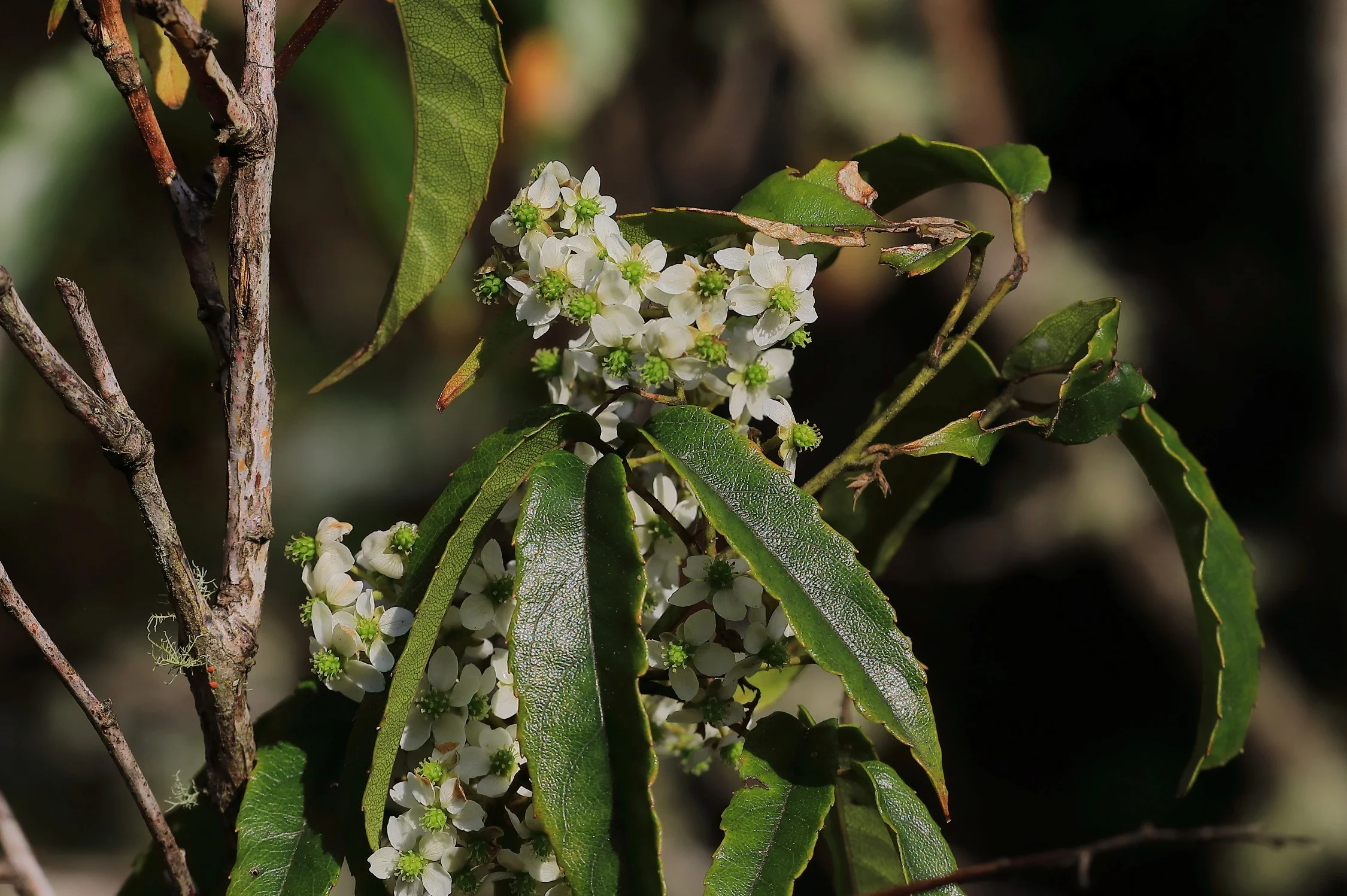 Bush Lawyer,Tataramoa,Horopito,-556.JPG