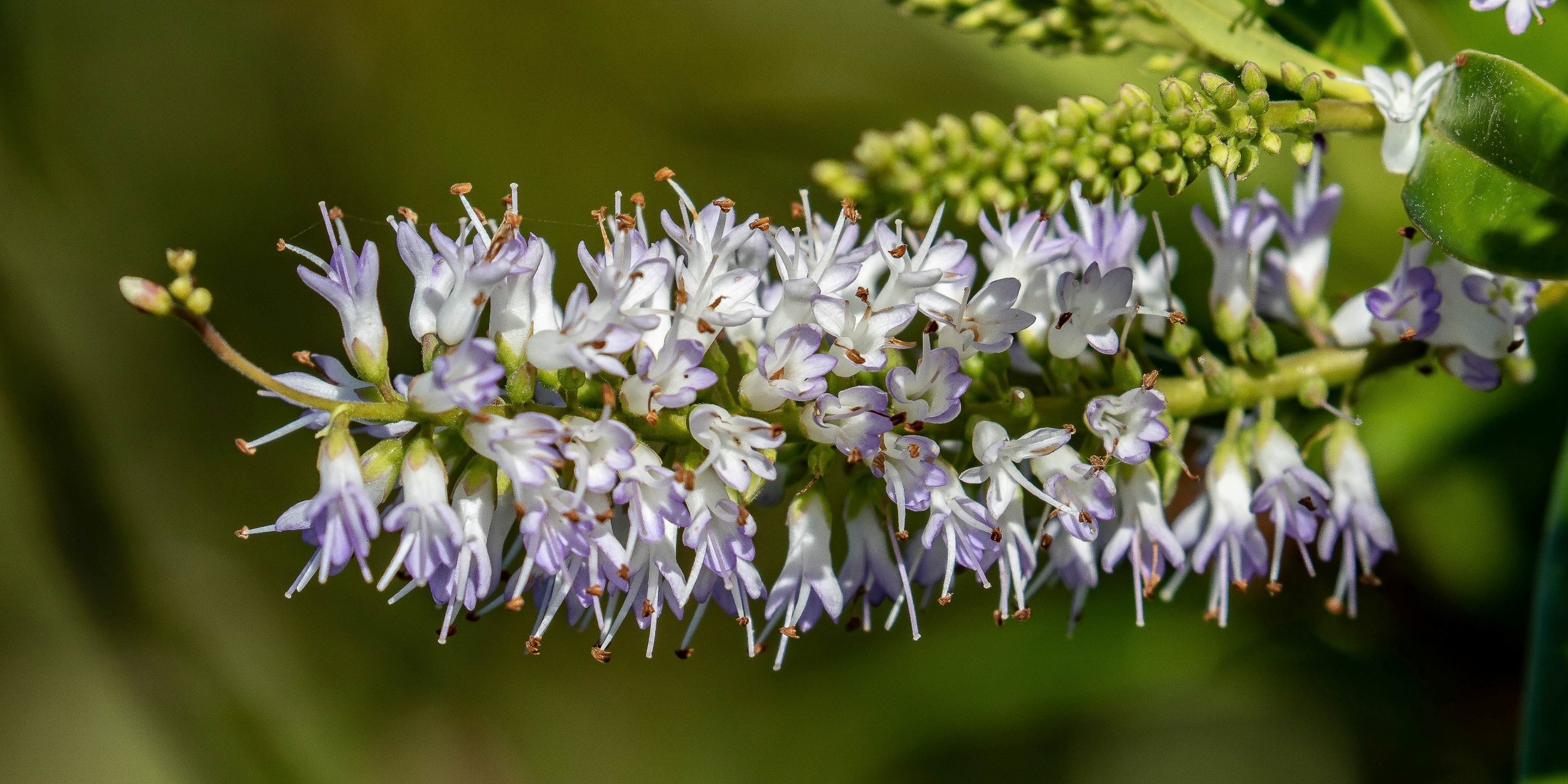 Cape Reinga,Hebe,-495.JPG