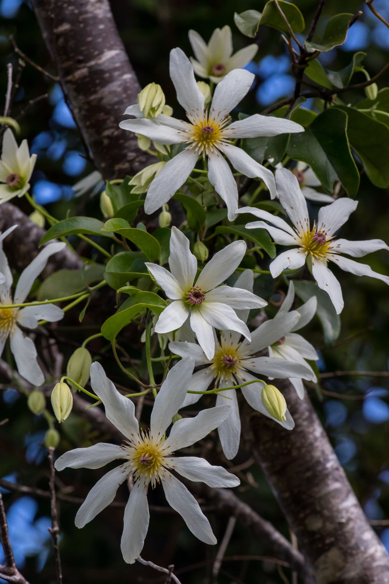 Clematis,-5984.JPG