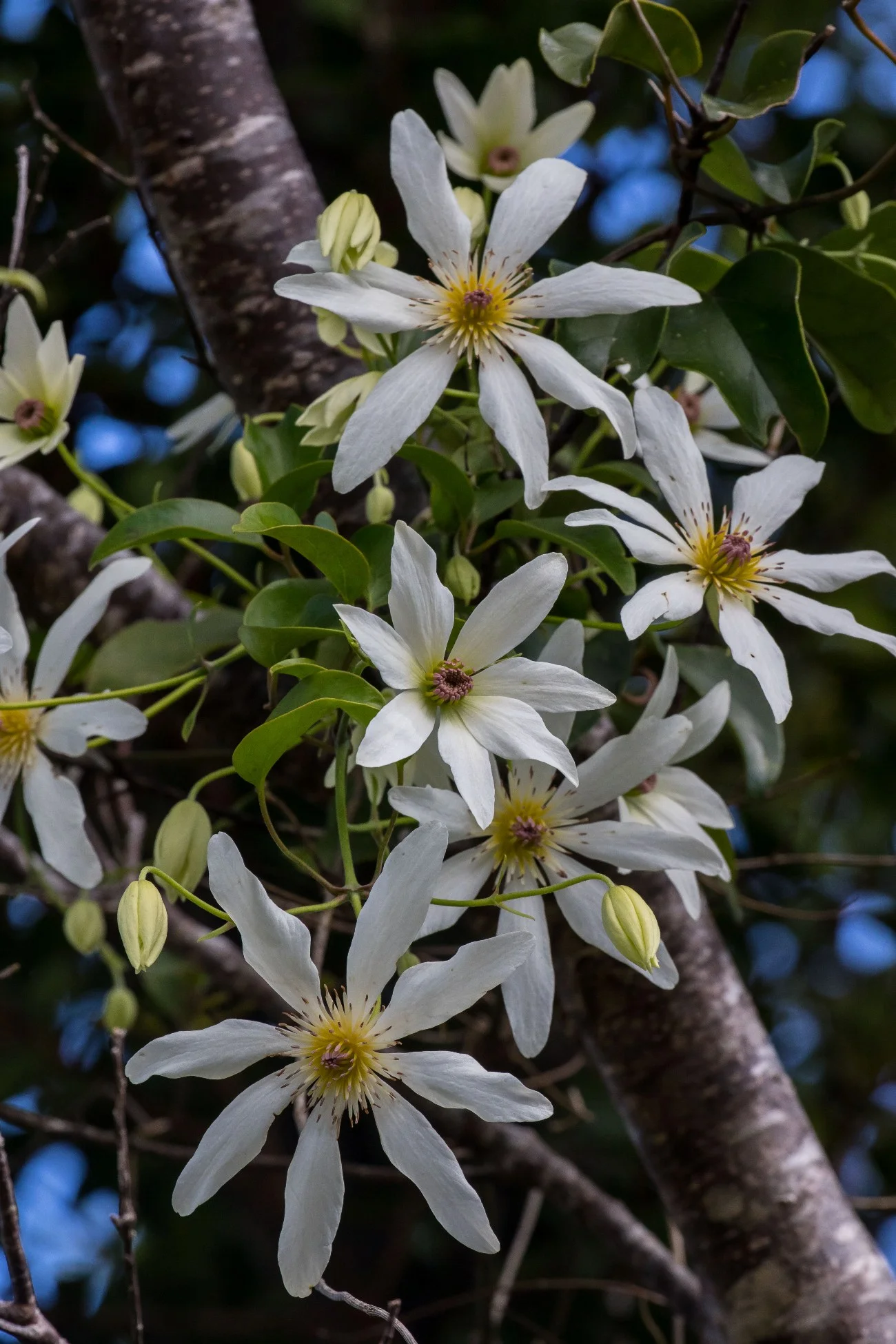 Clematis,-5984.JPG