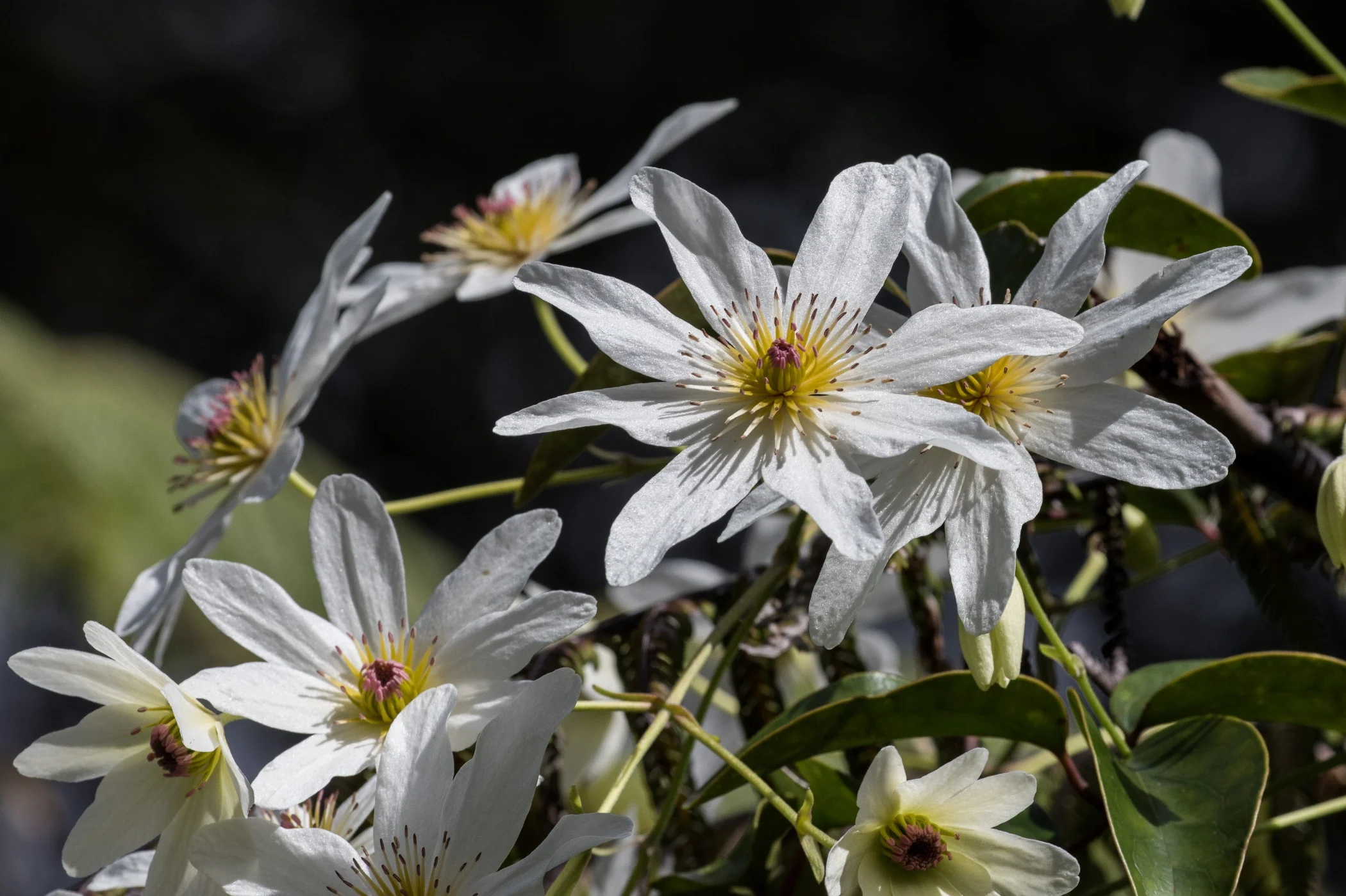Clematis,-6021.JPG