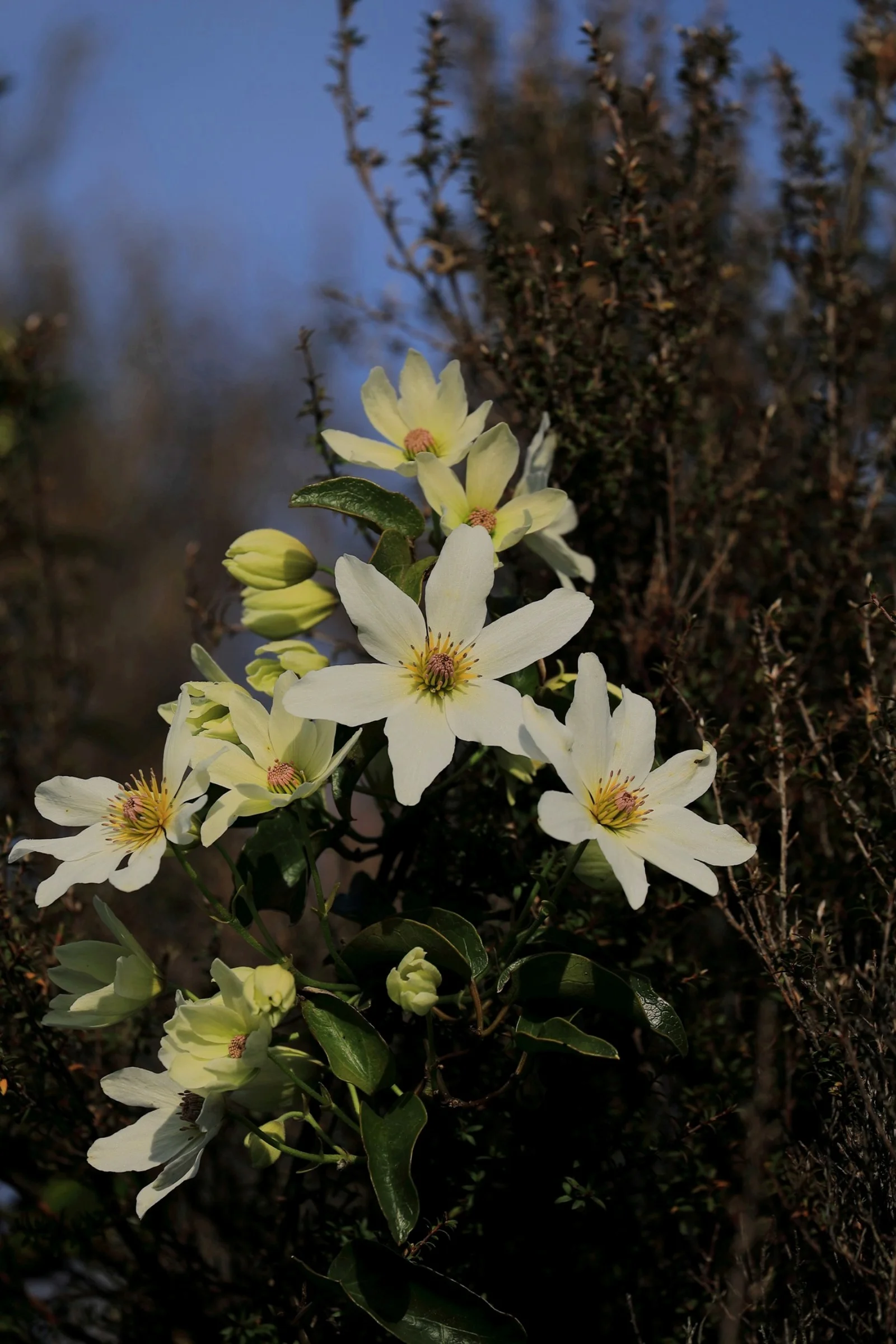 Clematis,Horopito,-489.JPG