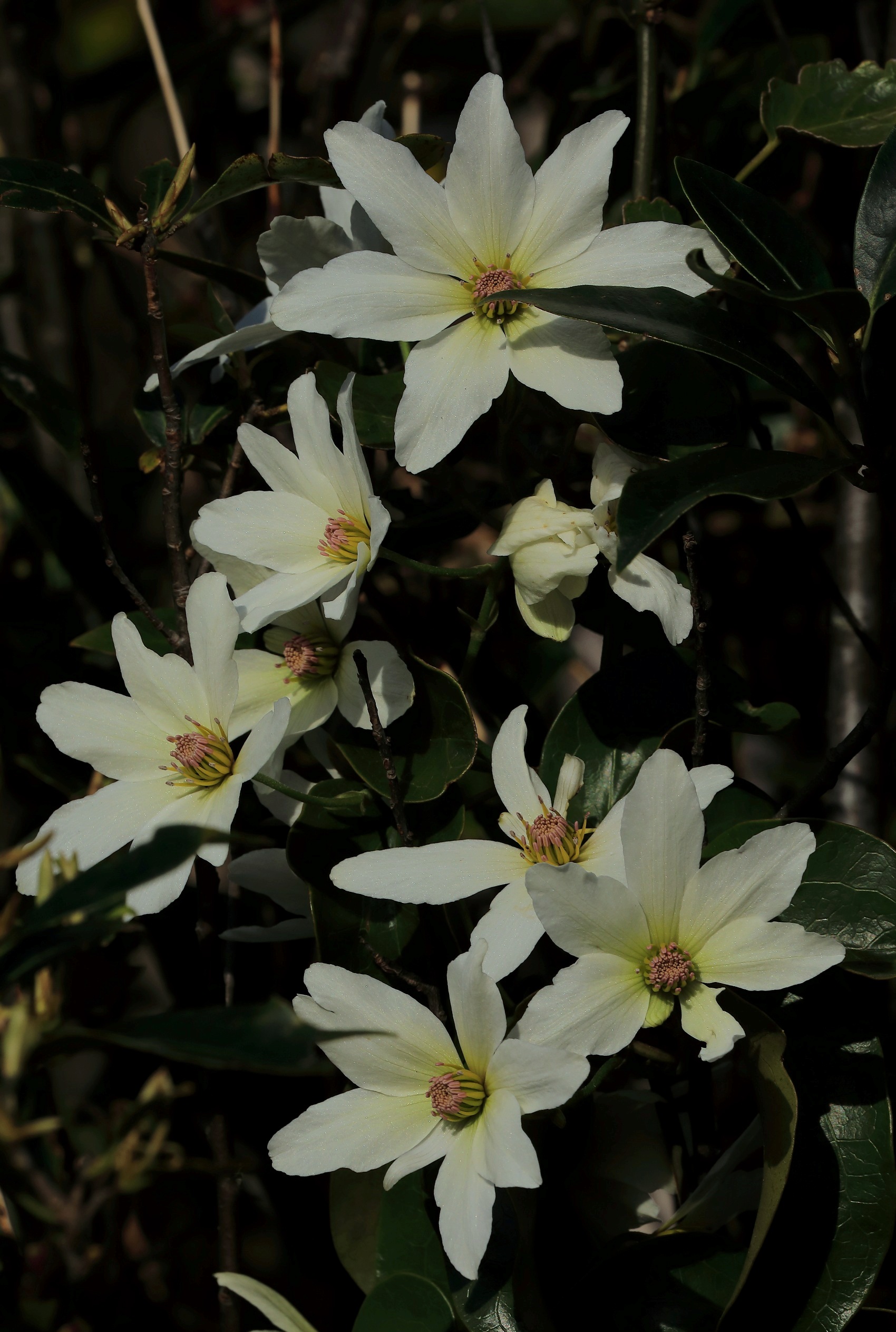 Clematis,Horopito,-490.JPG