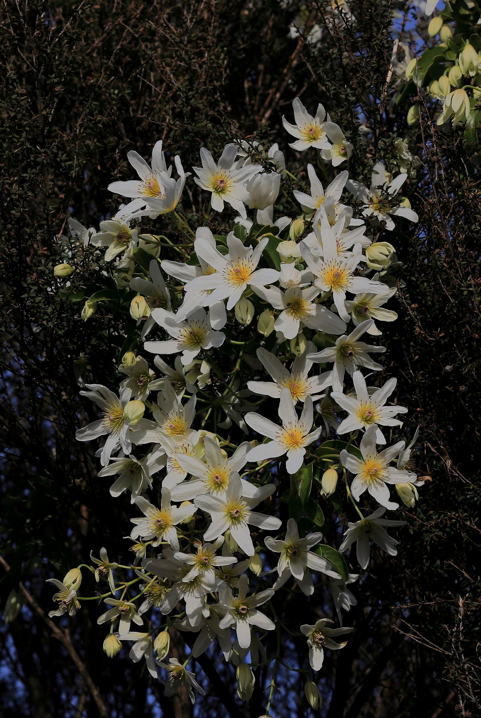 Clematis,Horopito,-541.JPG