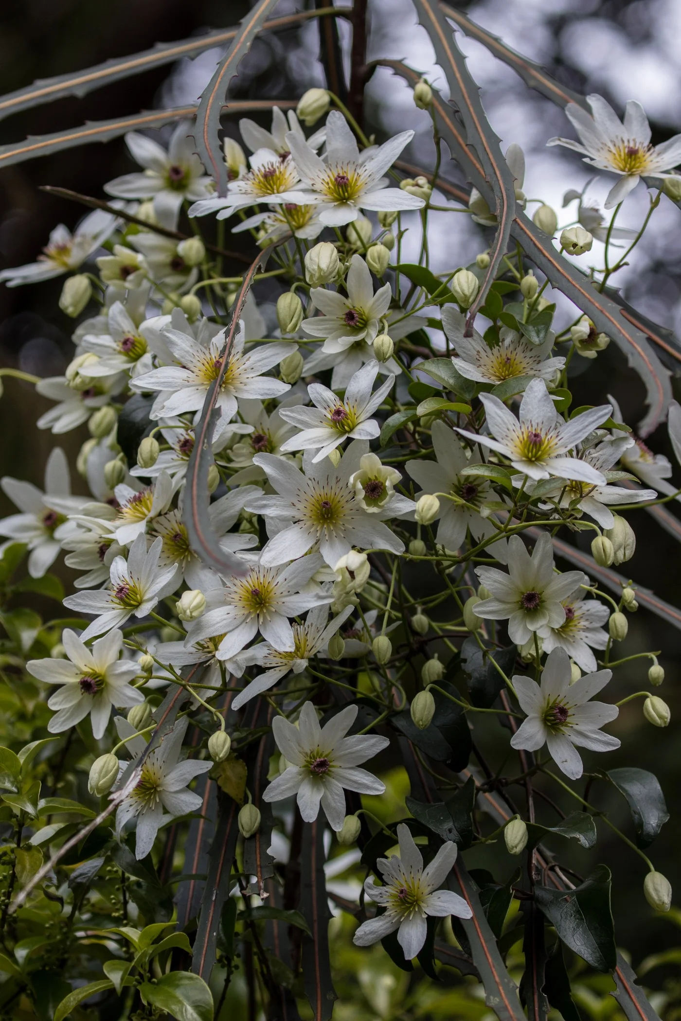 Clematis,Puawhananga,-5925.JPG