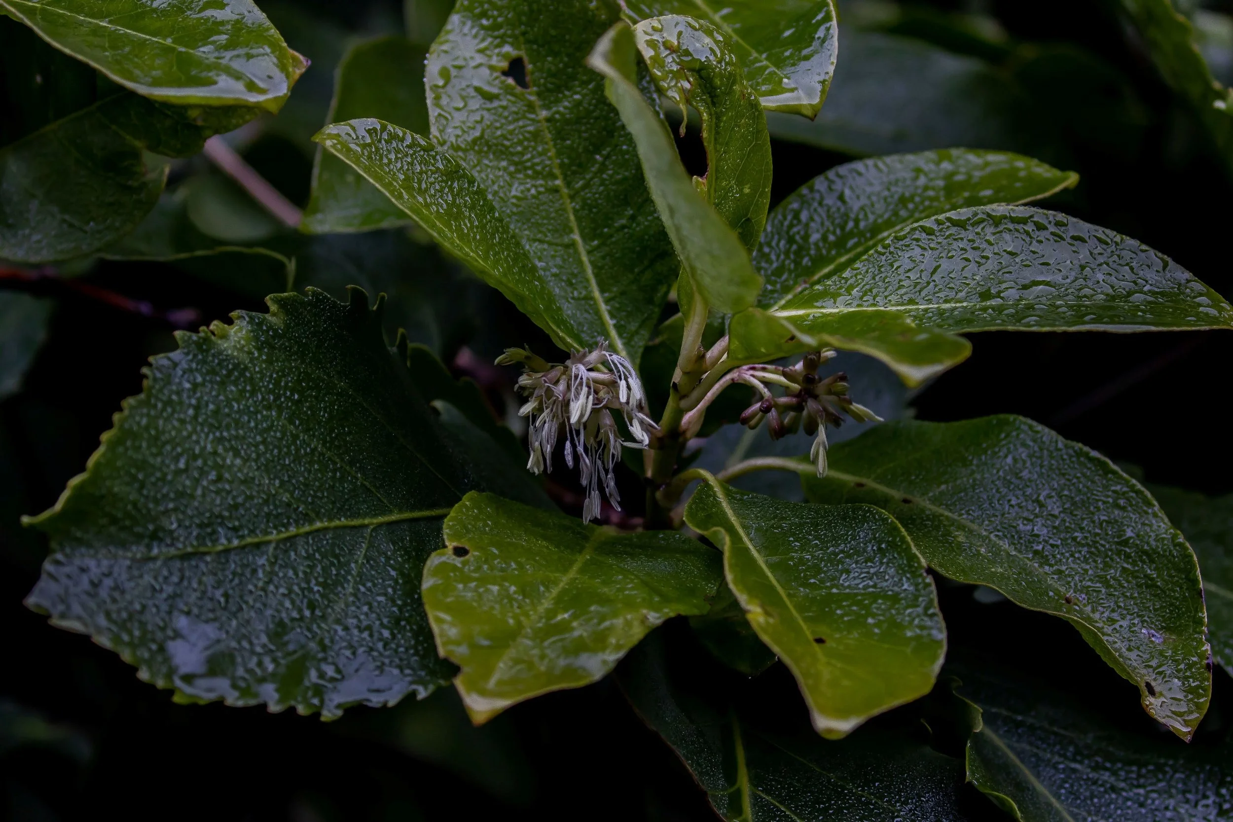 Coprosma,-062.JPG