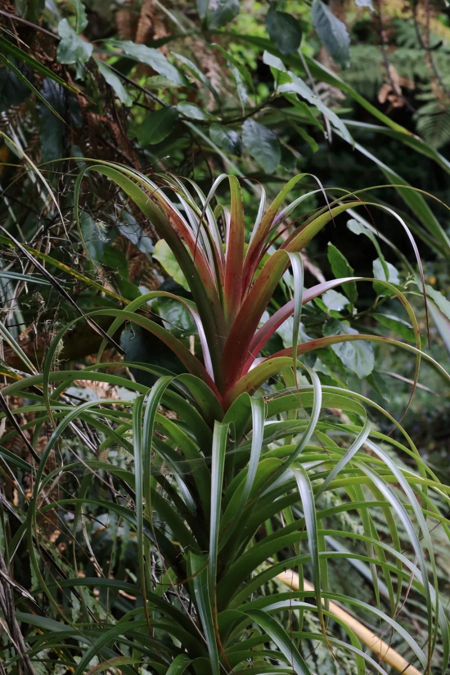 Dracophyllum, 323.JPG