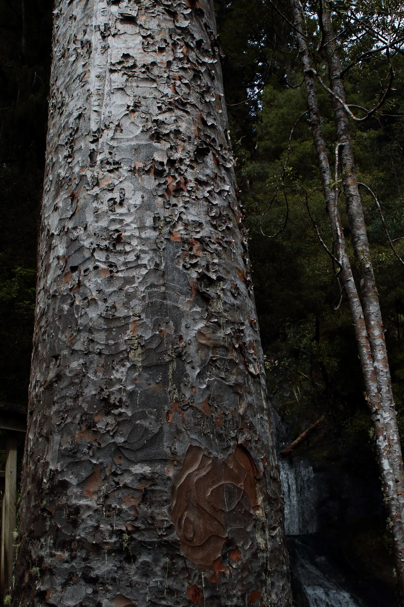 Kauri Trunk,-018.JPG