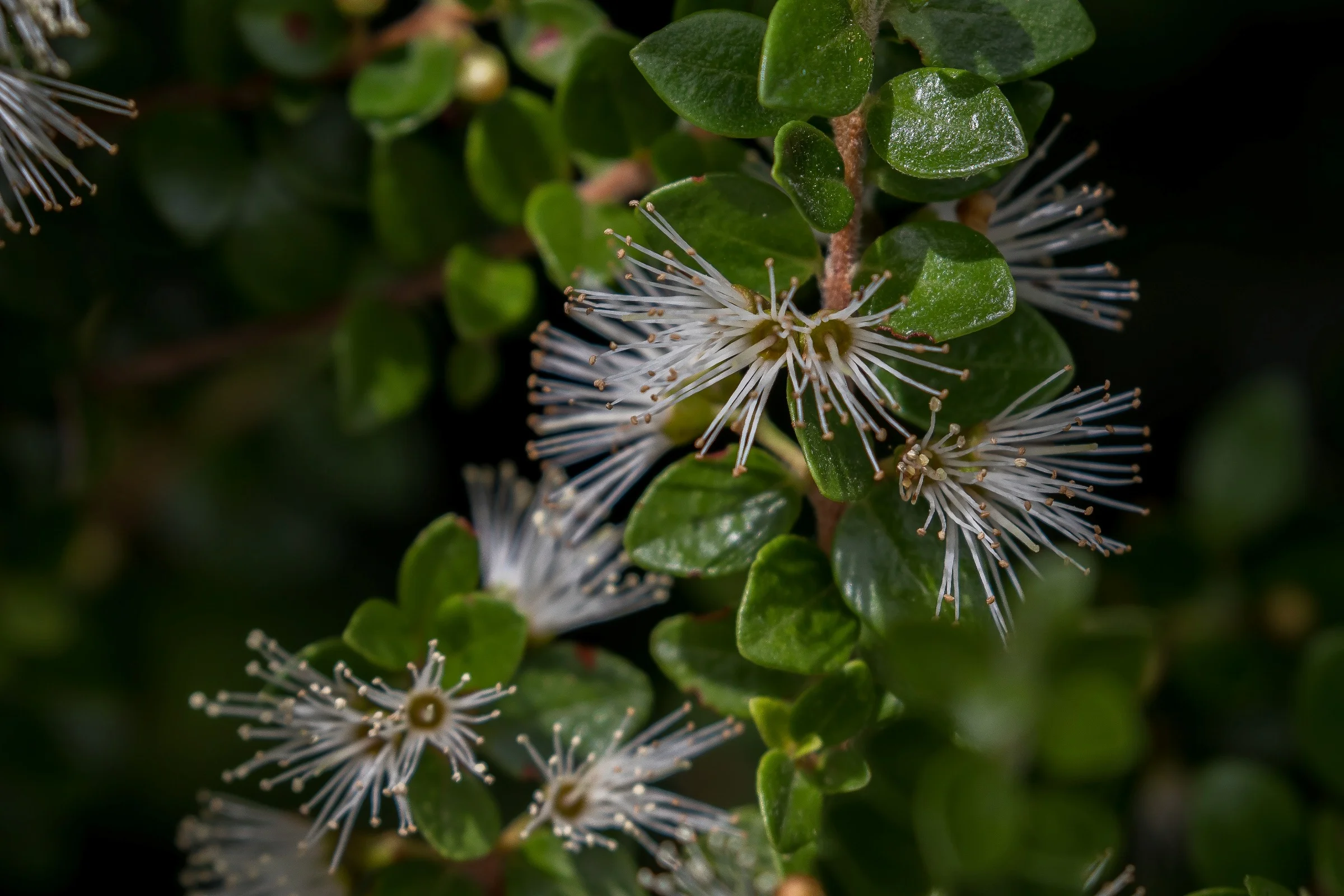 Metrosideros perforata,Hawkes Bay,-301.JPG