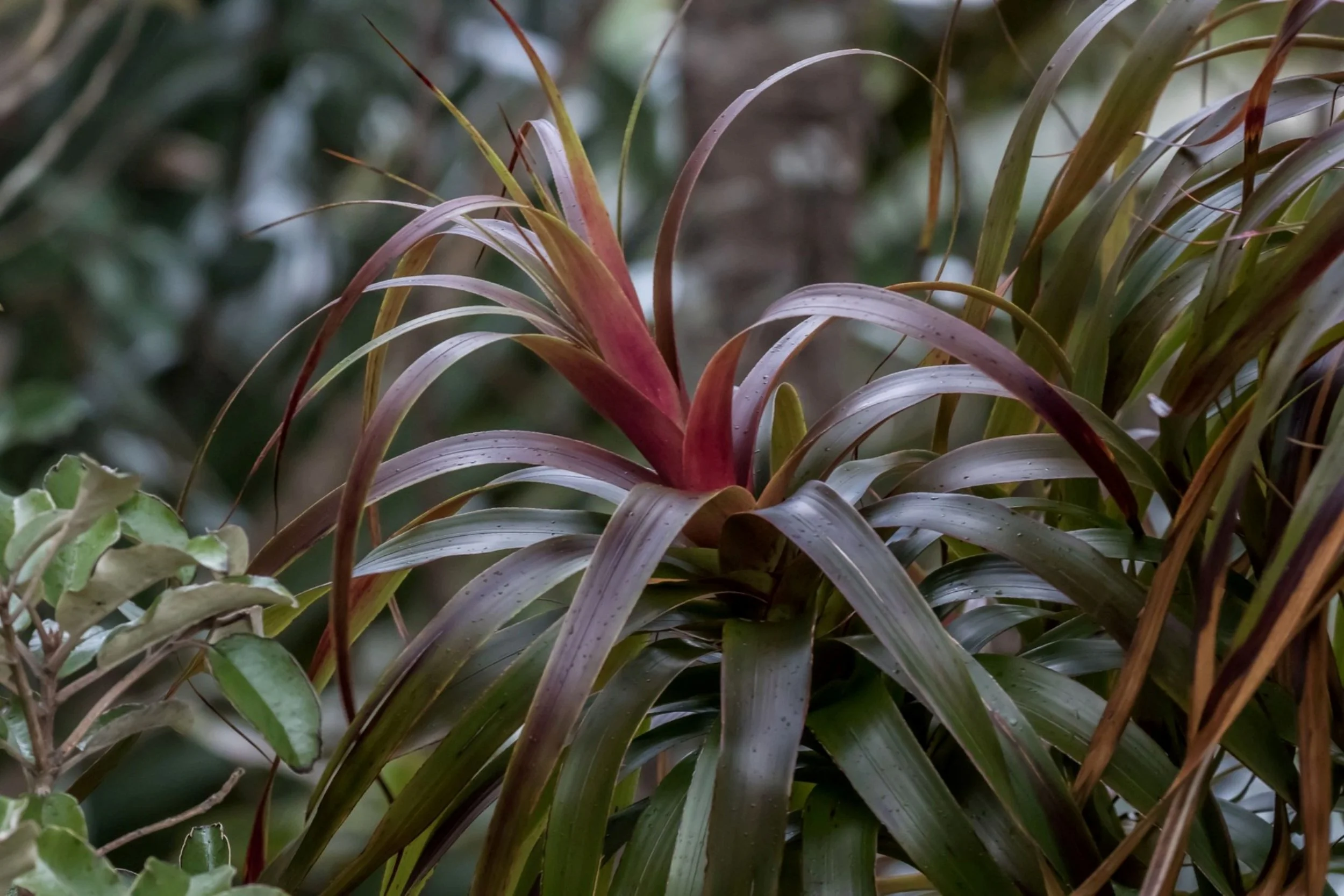 Neinei,Dracophyllum latifolium,-6041.JPG