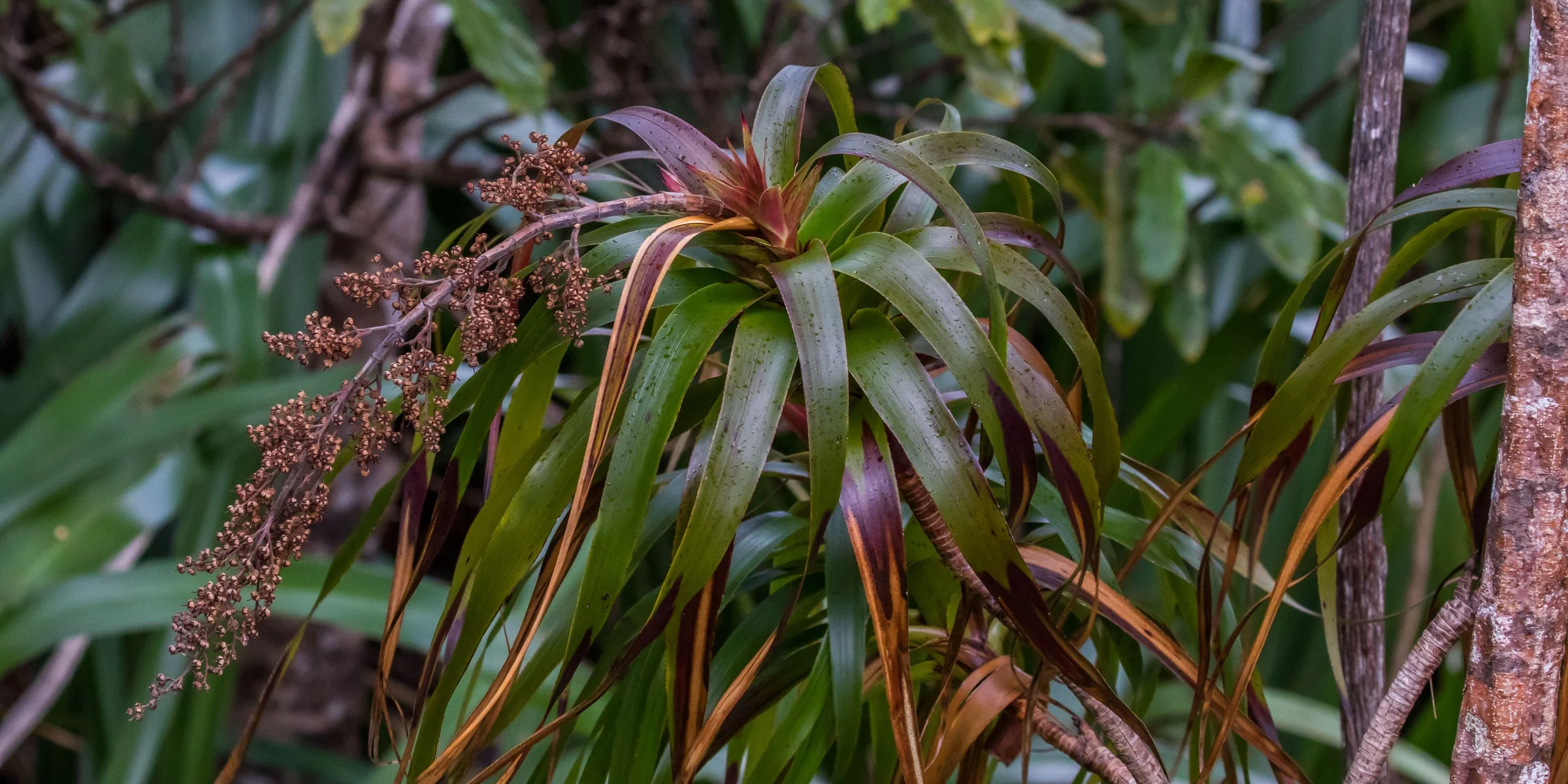 Neinei,Dracophyllum latifolium,-6047.JPG