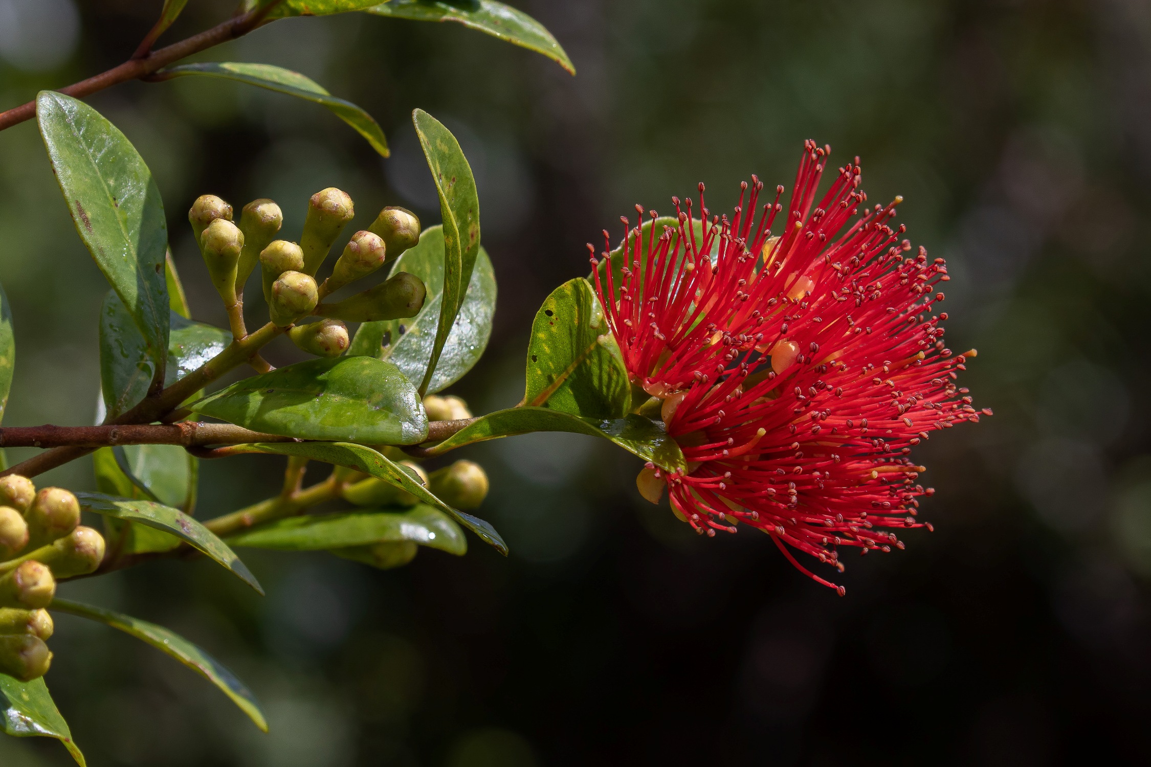 Northern Rata,-080.JPG