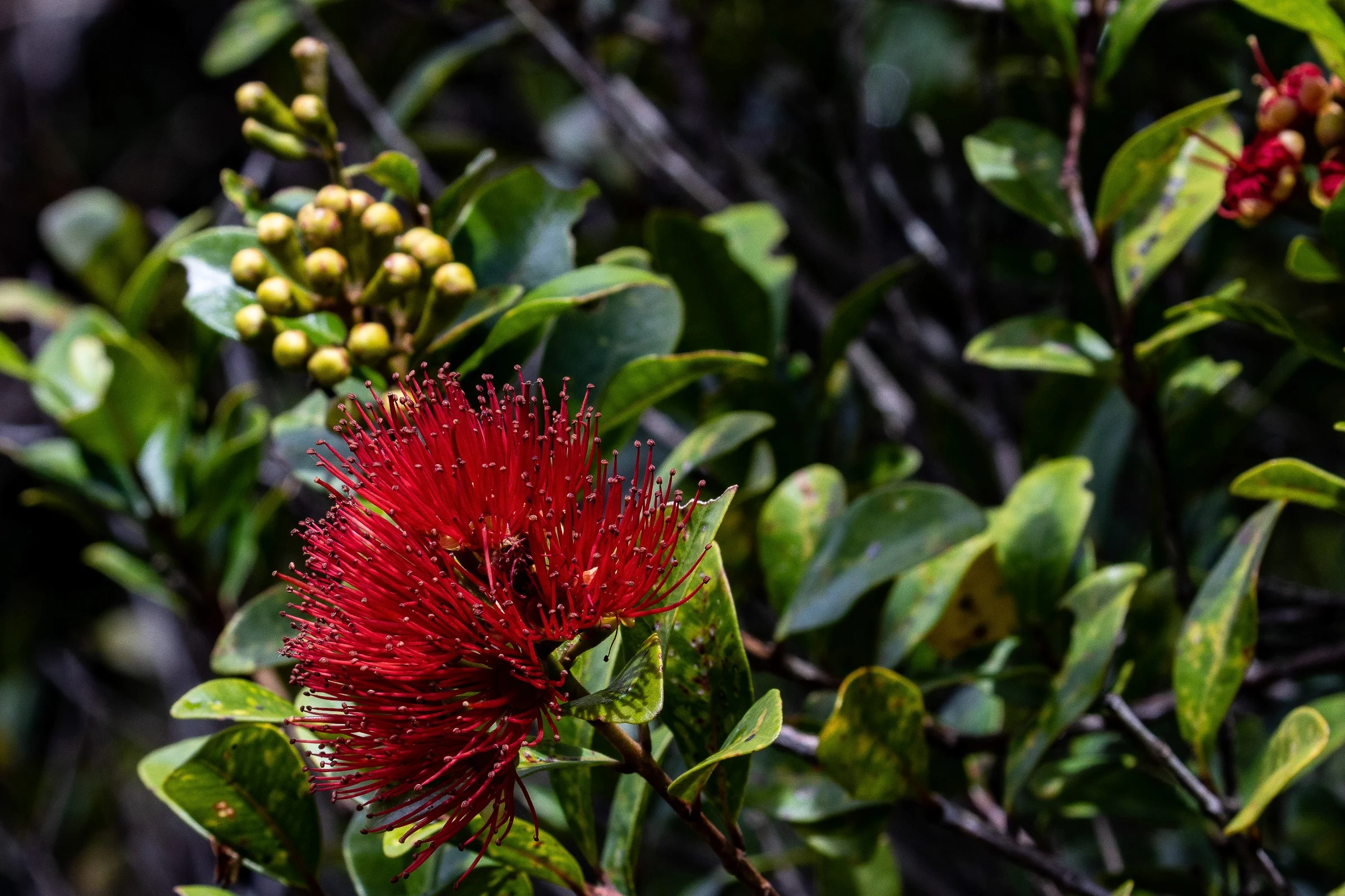 Northern Rata,-077.JPG