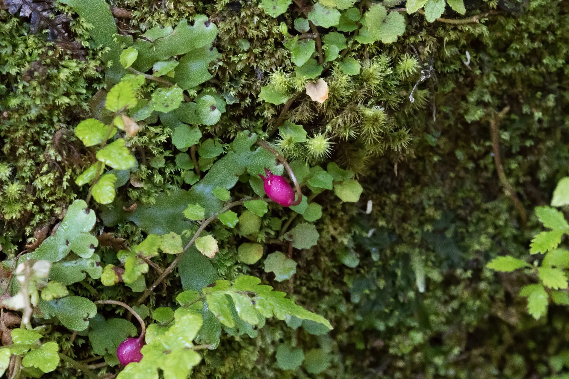 Pratia angulata,Mt Damper Falls,-4328.JPG